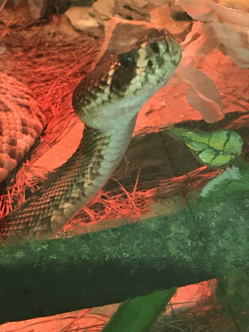 Eastern diamondback rattlesnake