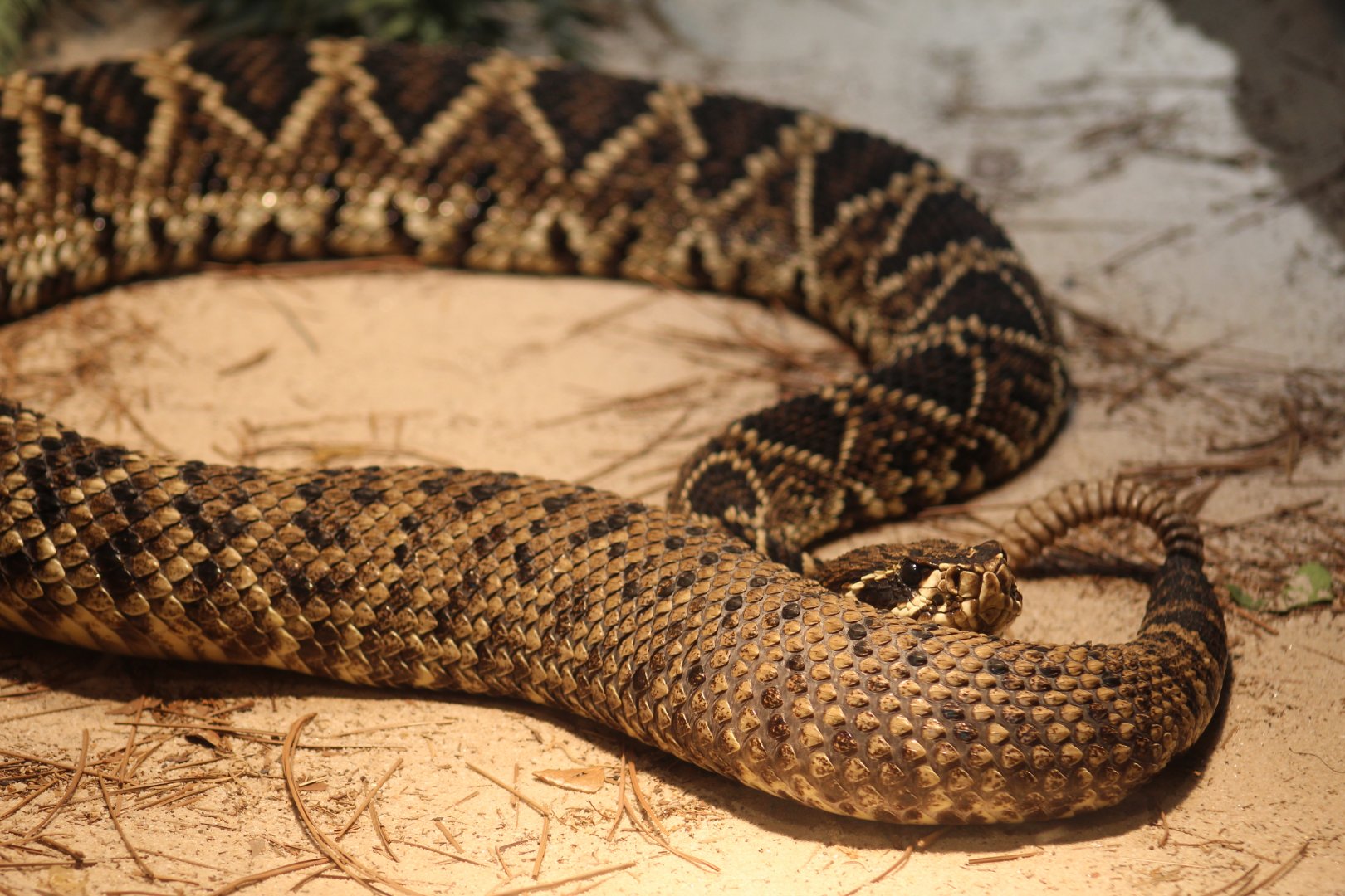 Eastern Diamondback Rattlesnake