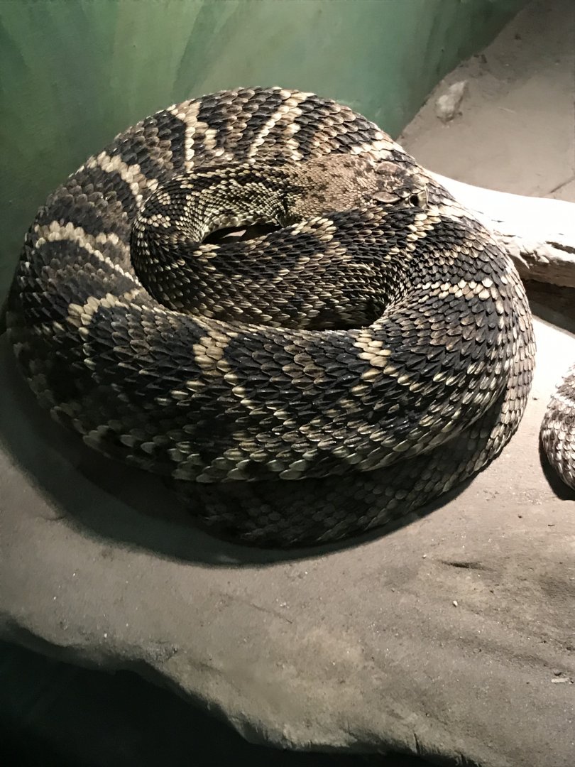Eastern diamondback rattlesnake