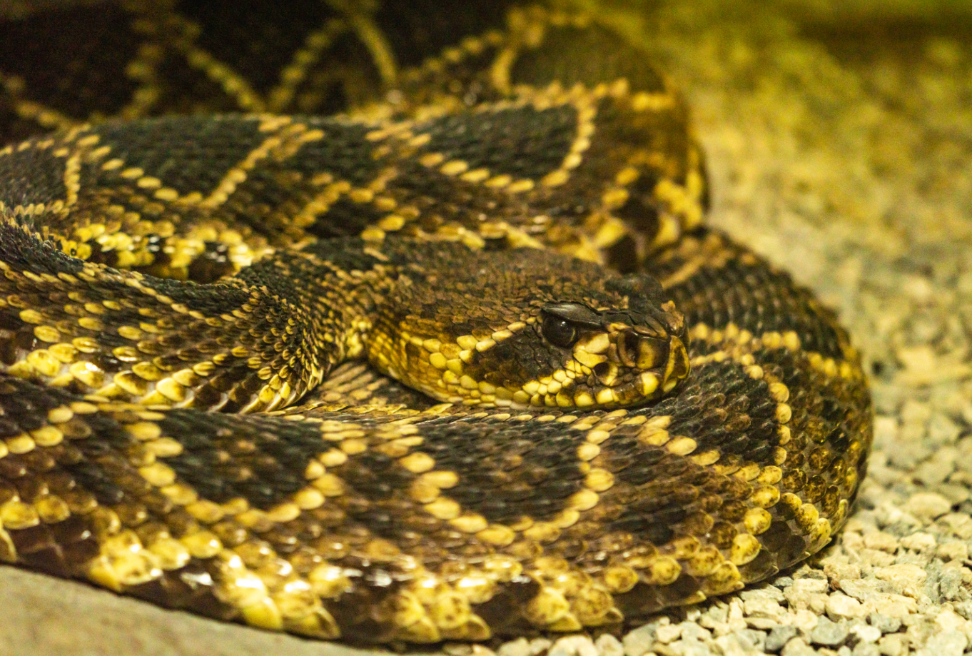 Eastern Diamondback Rattlesnake