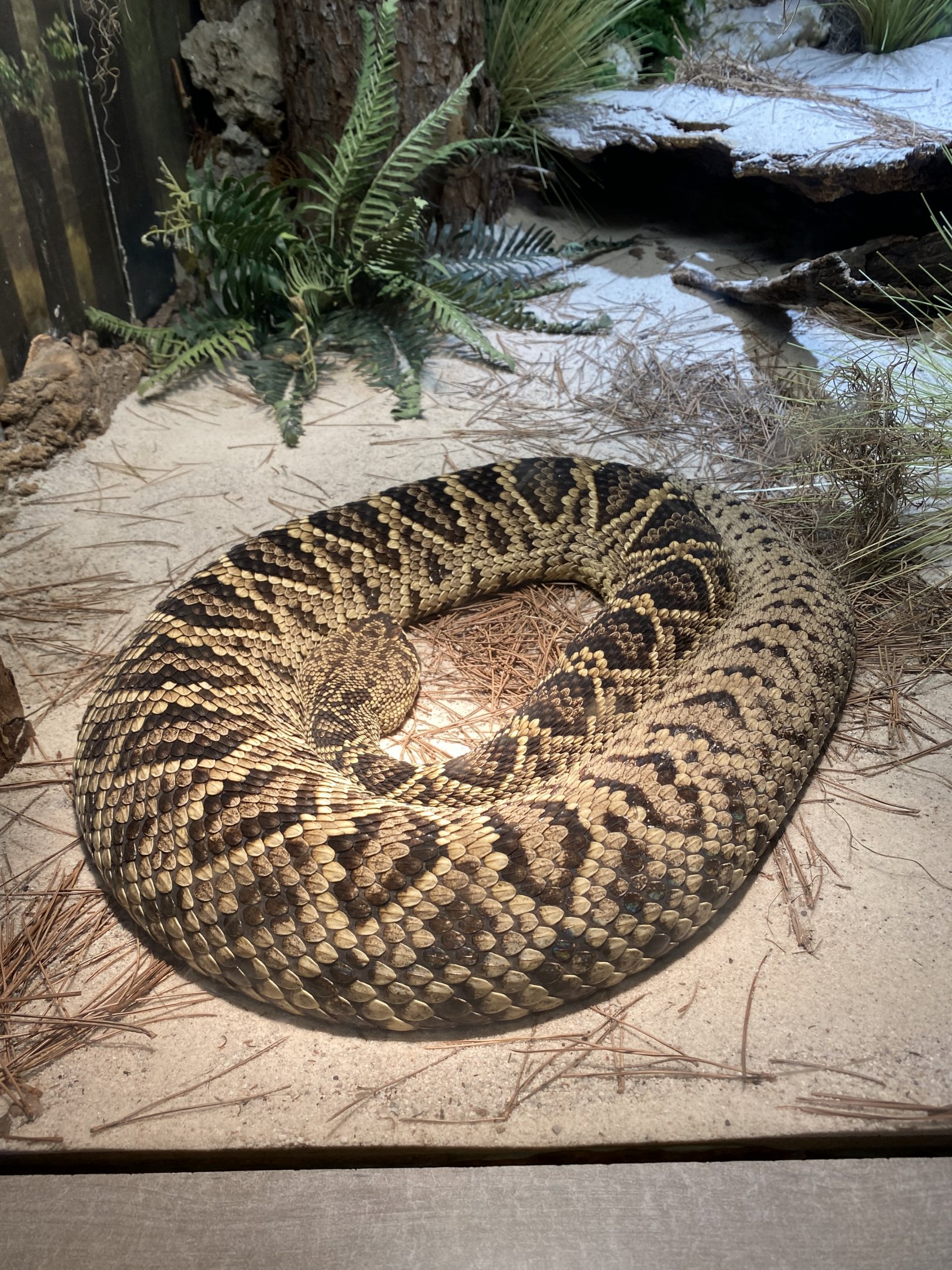 Eastern Diamondback Rattlesnake