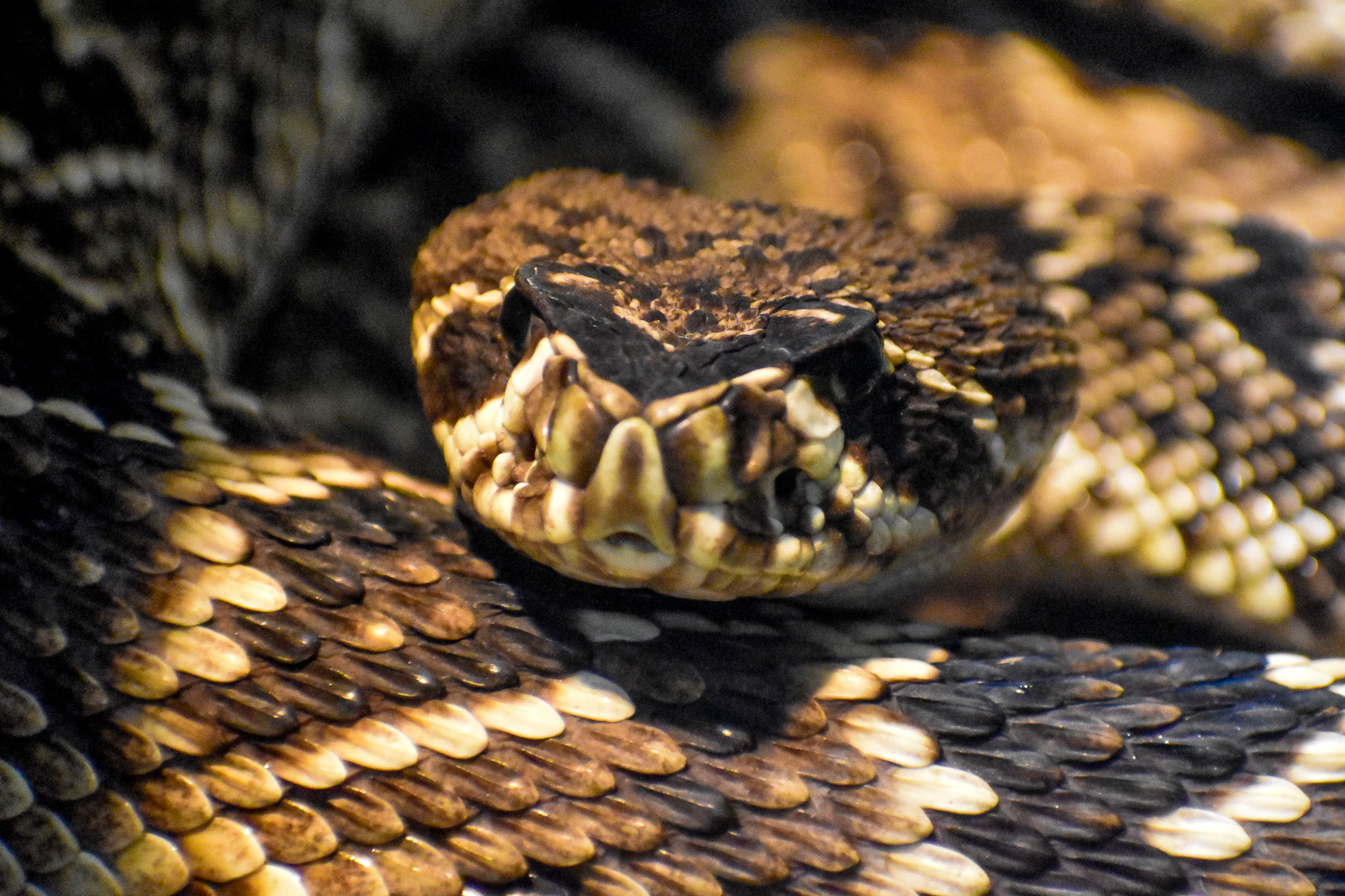 Eastern Diamondback Rattlesnake