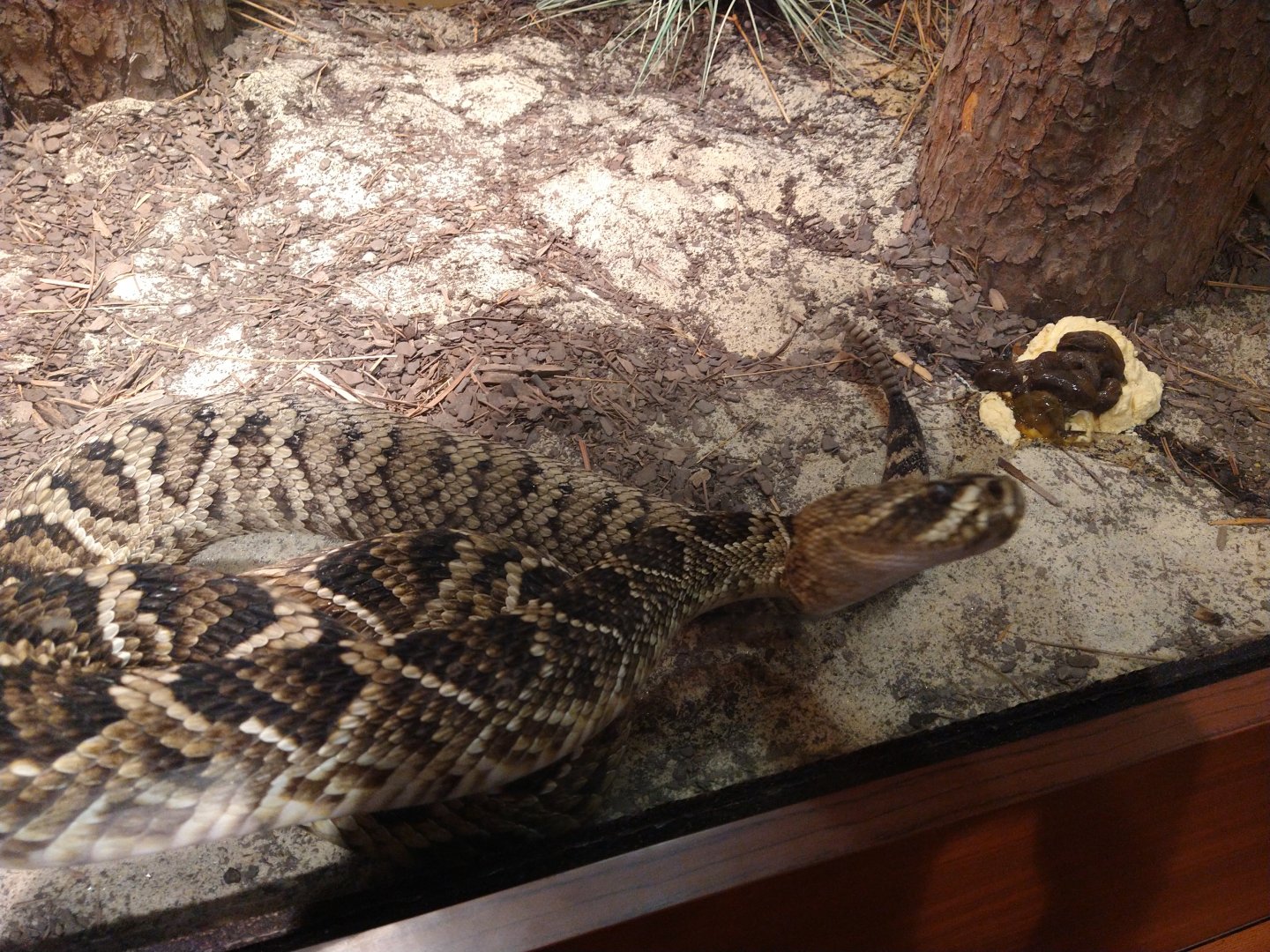 Eastern diamondback rattlesnake?