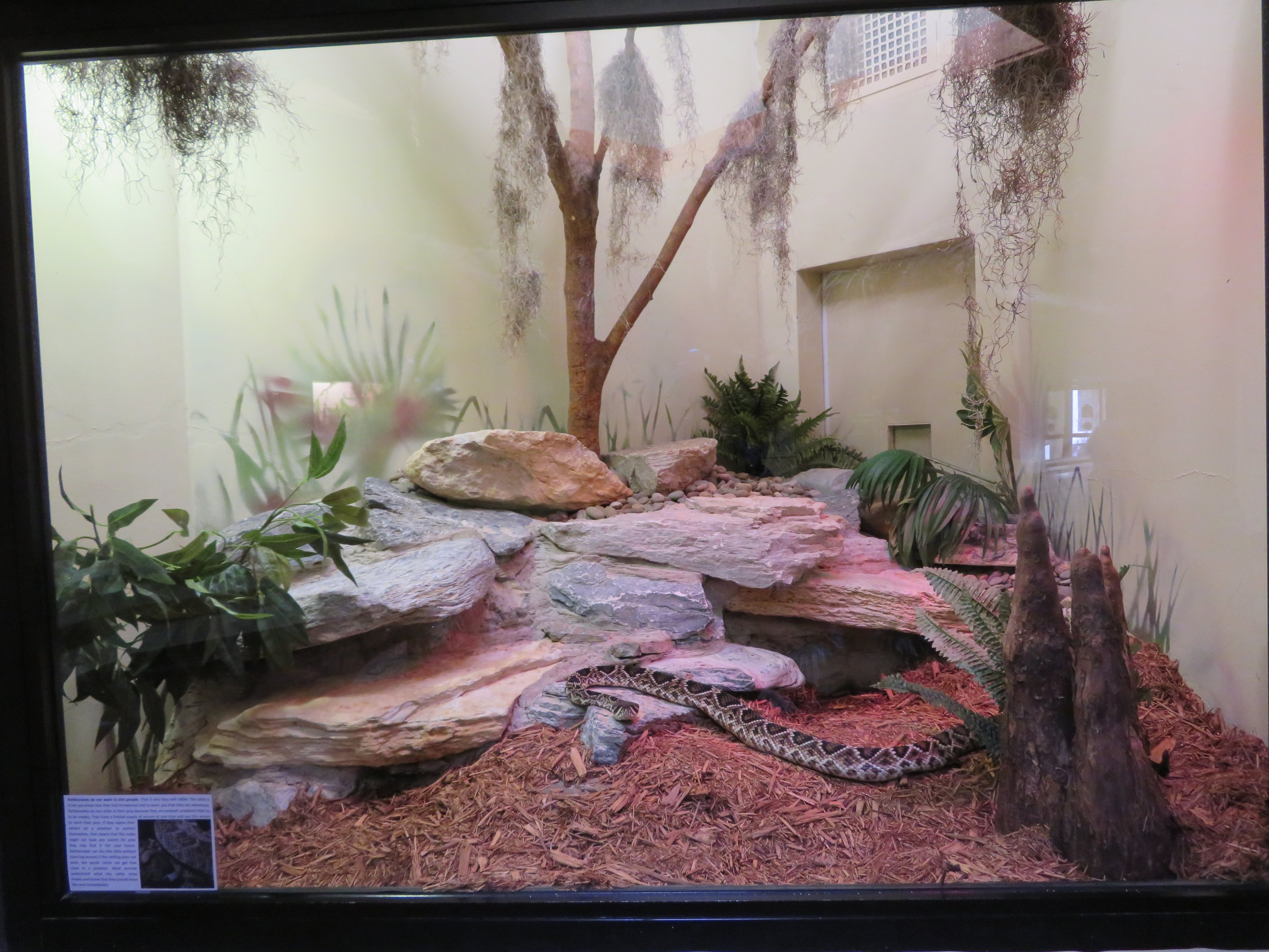 Eastern Diamondback Rattlesnake