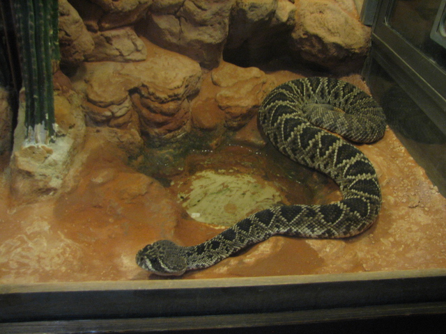 Eastern diamondback rattlesnake