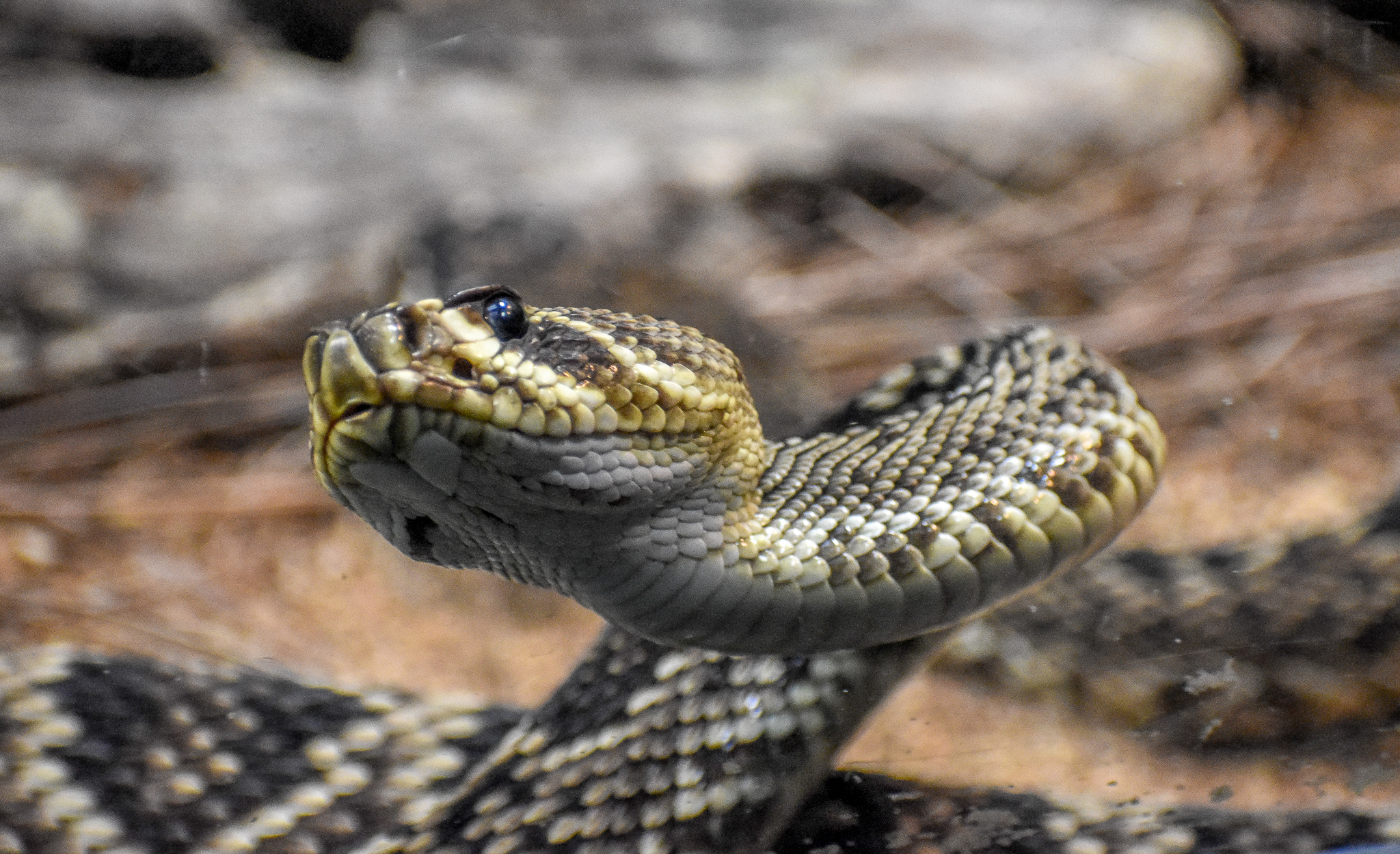 Eastern Diamondback Rattlesnake