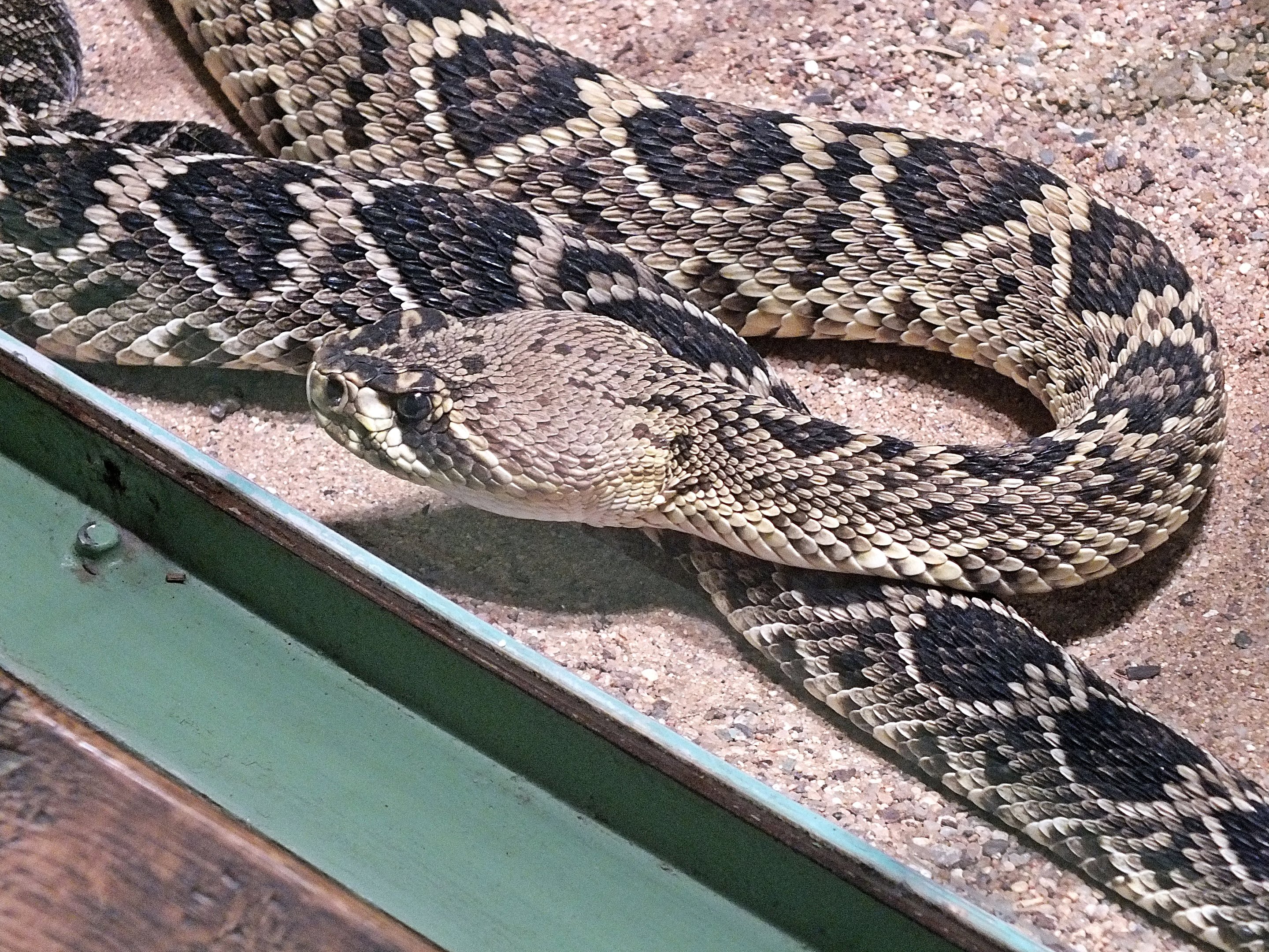Eastern diamondback rattlesnake