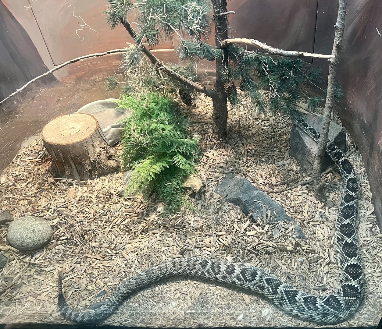 Eastern Diamondback Rattlesnake
