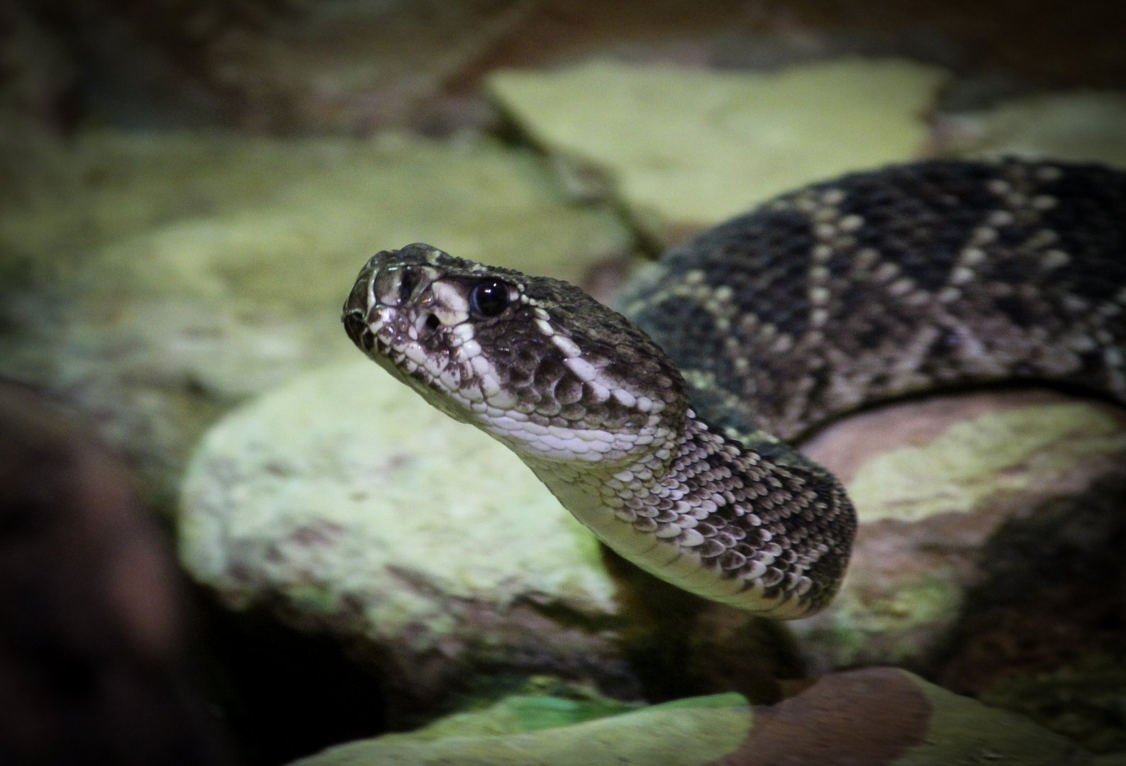 Eastern Diamondback Rattlesnake