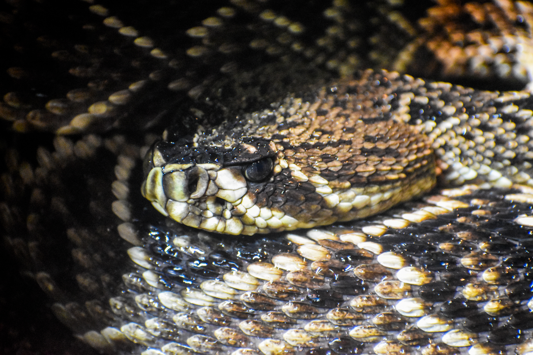 Eastern Diamondback Rattlesnake