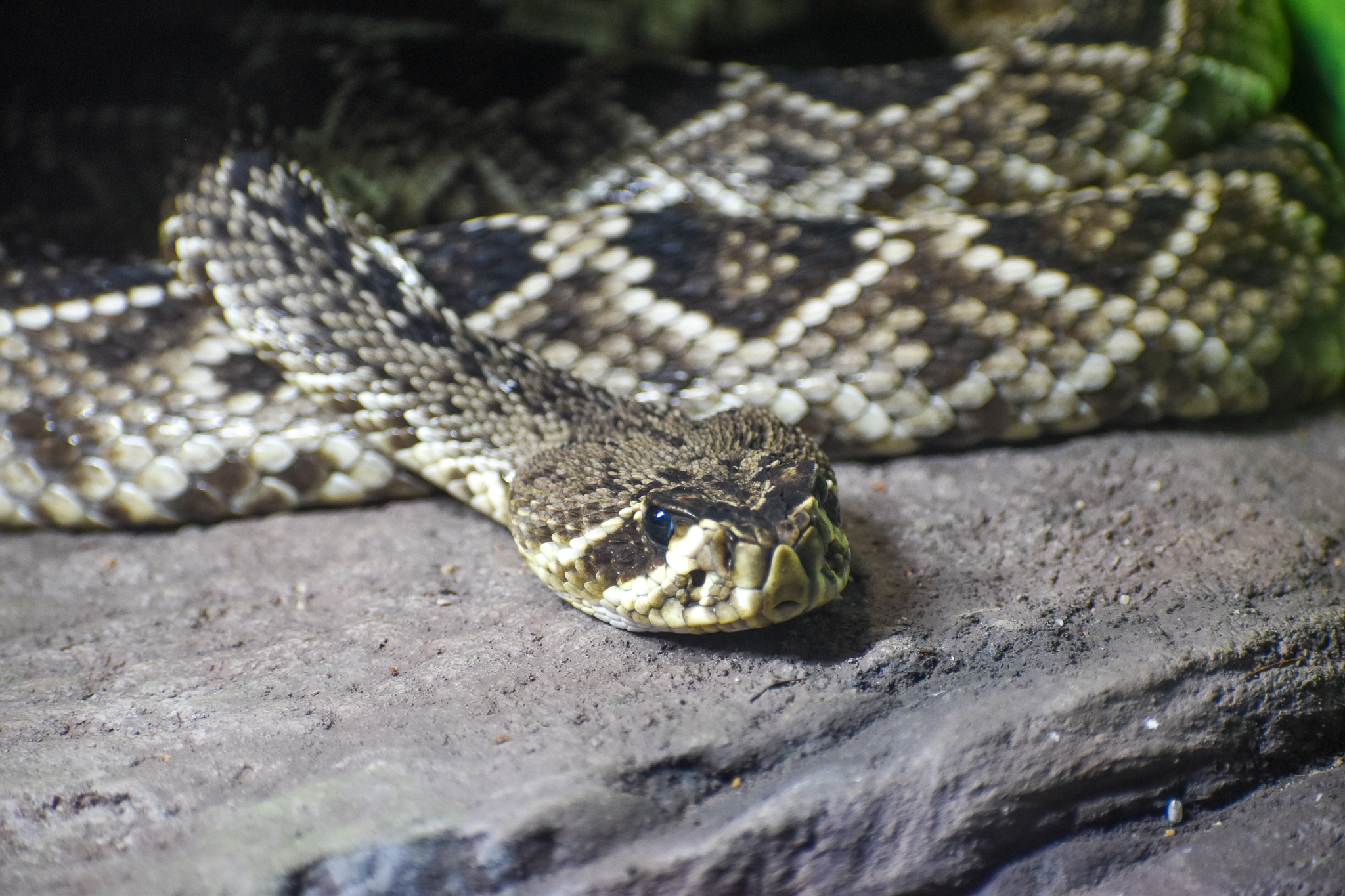 Eastern Diamondback Rattlesnake