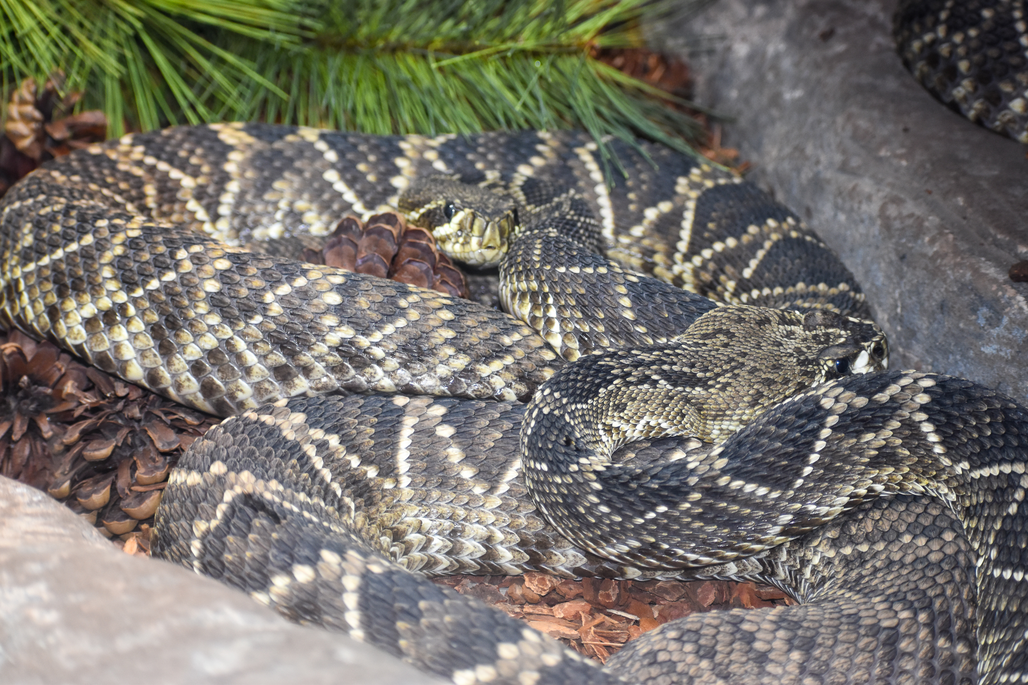Eastern Diamondback Rattlesnake
