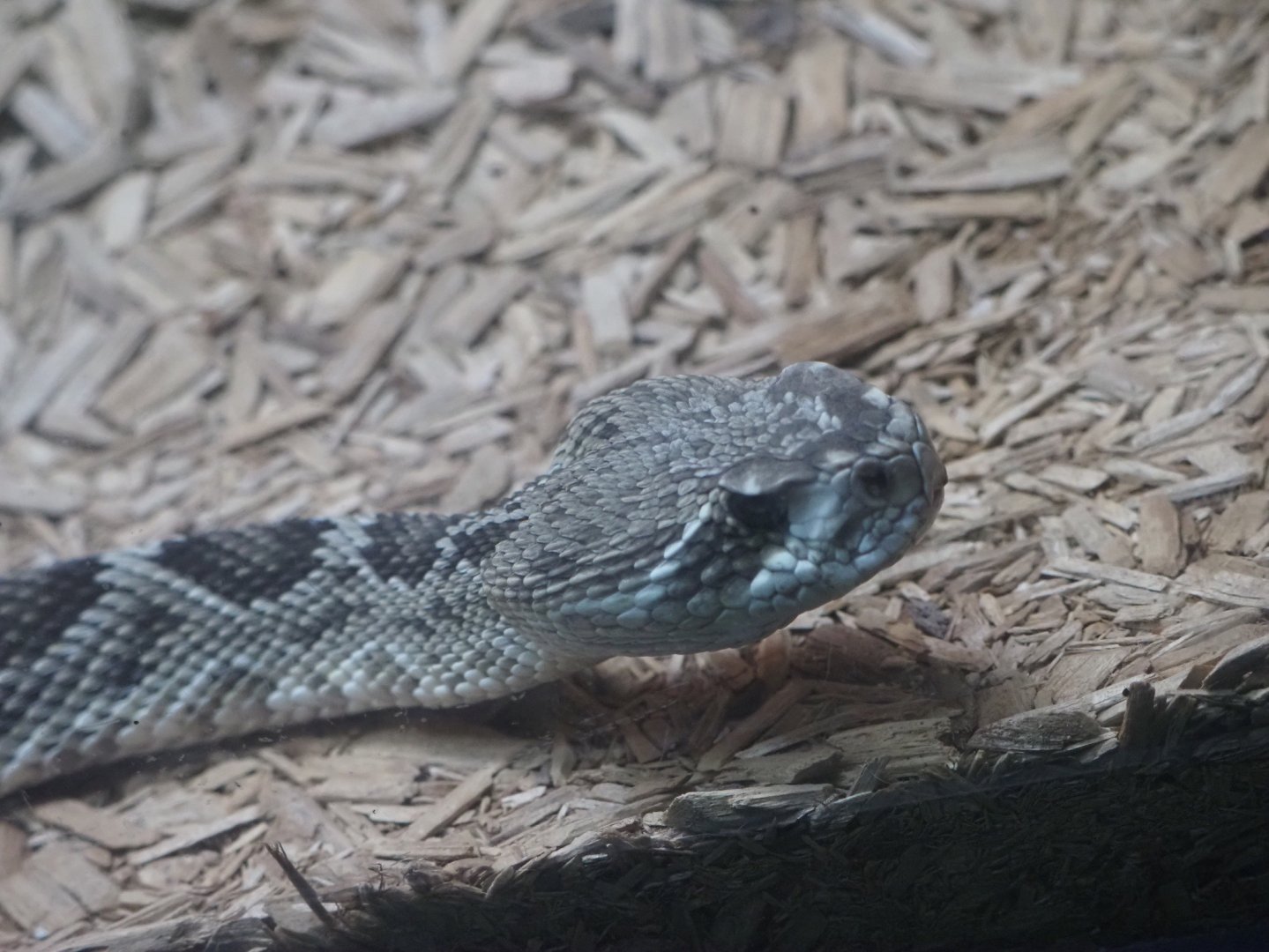 Eastern Diamondback Rattlesnake