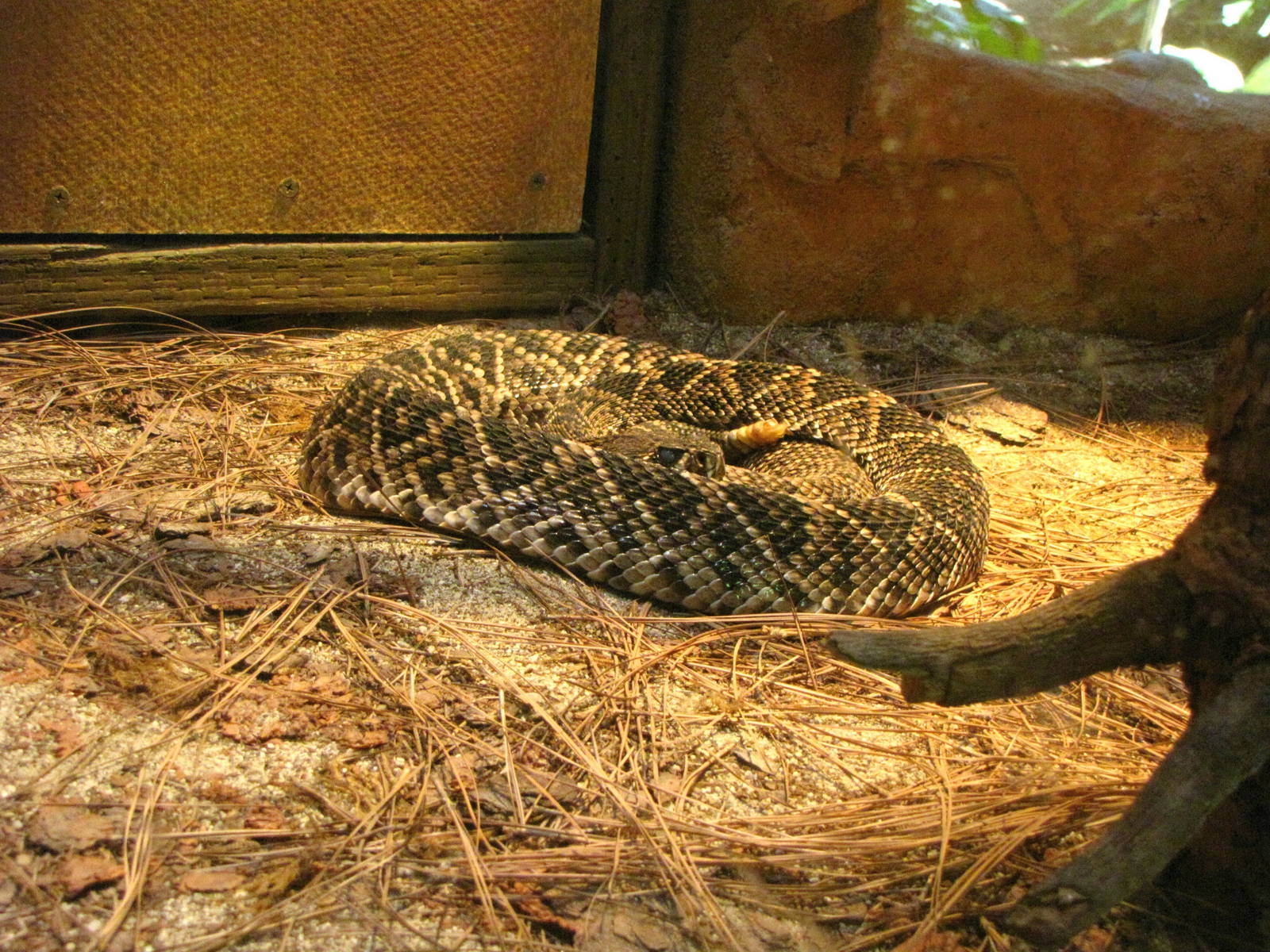 Eastern Diamondback Rattlesnake
