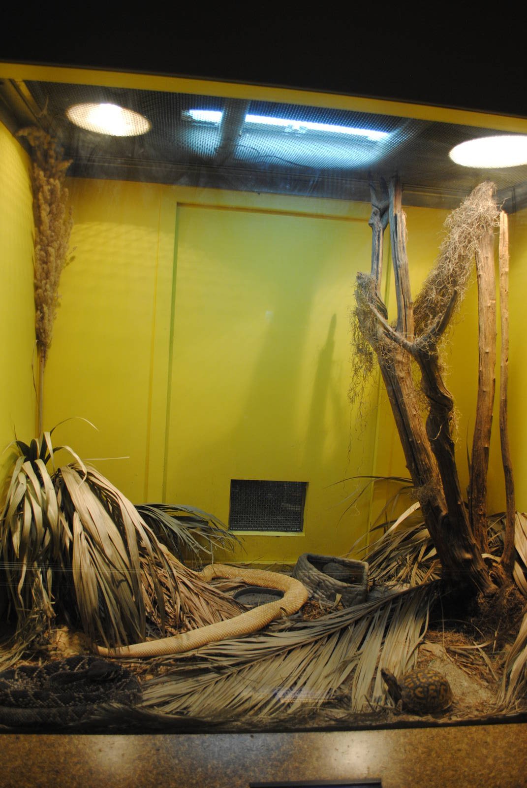 Eastern Diamondback Rattlesnakes exhibit (with unlabeled Common Box Turtle)