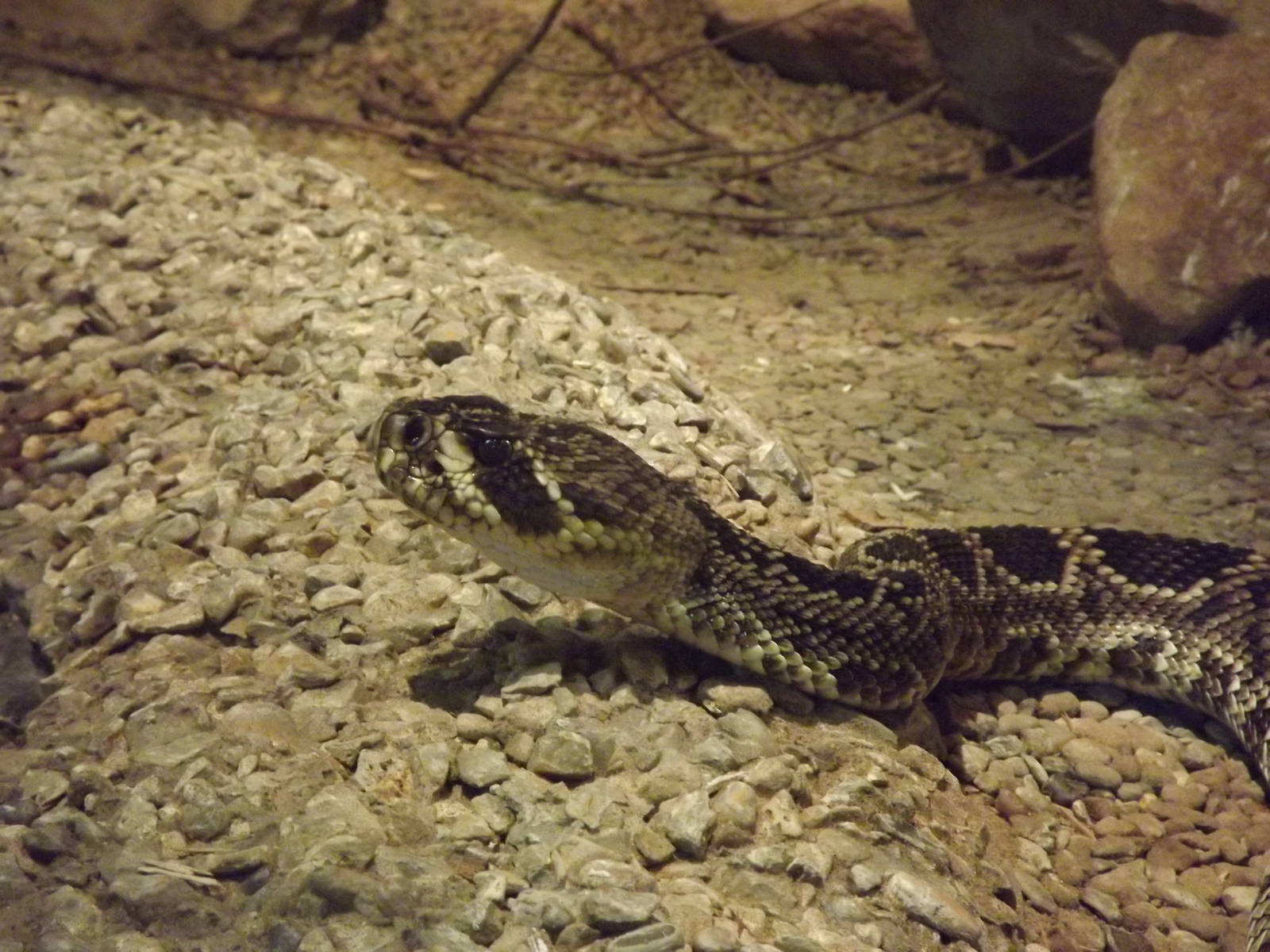 Eastern Diamondback Rattlesnkae at Blackpool zoo 16/10/11