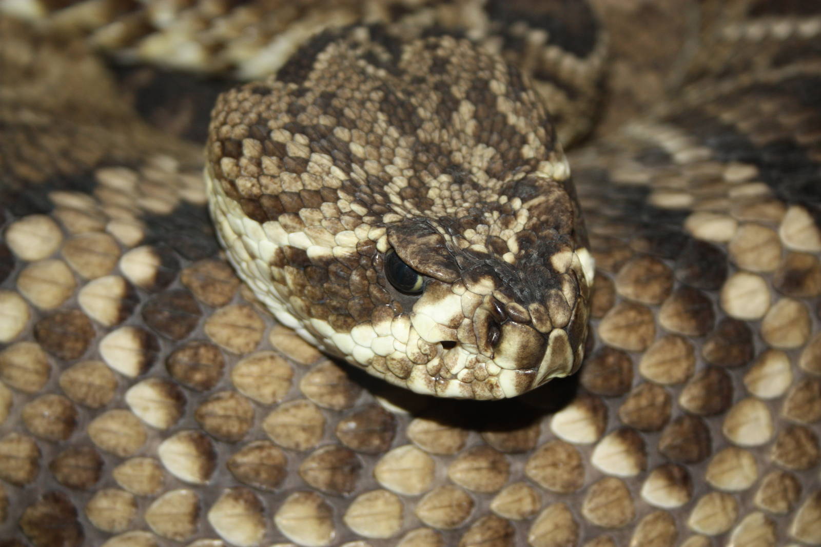 Eastern diamondback