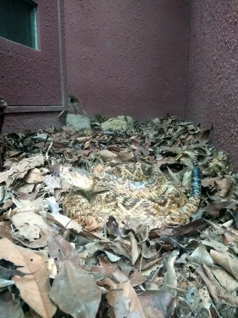 eastern diamondback