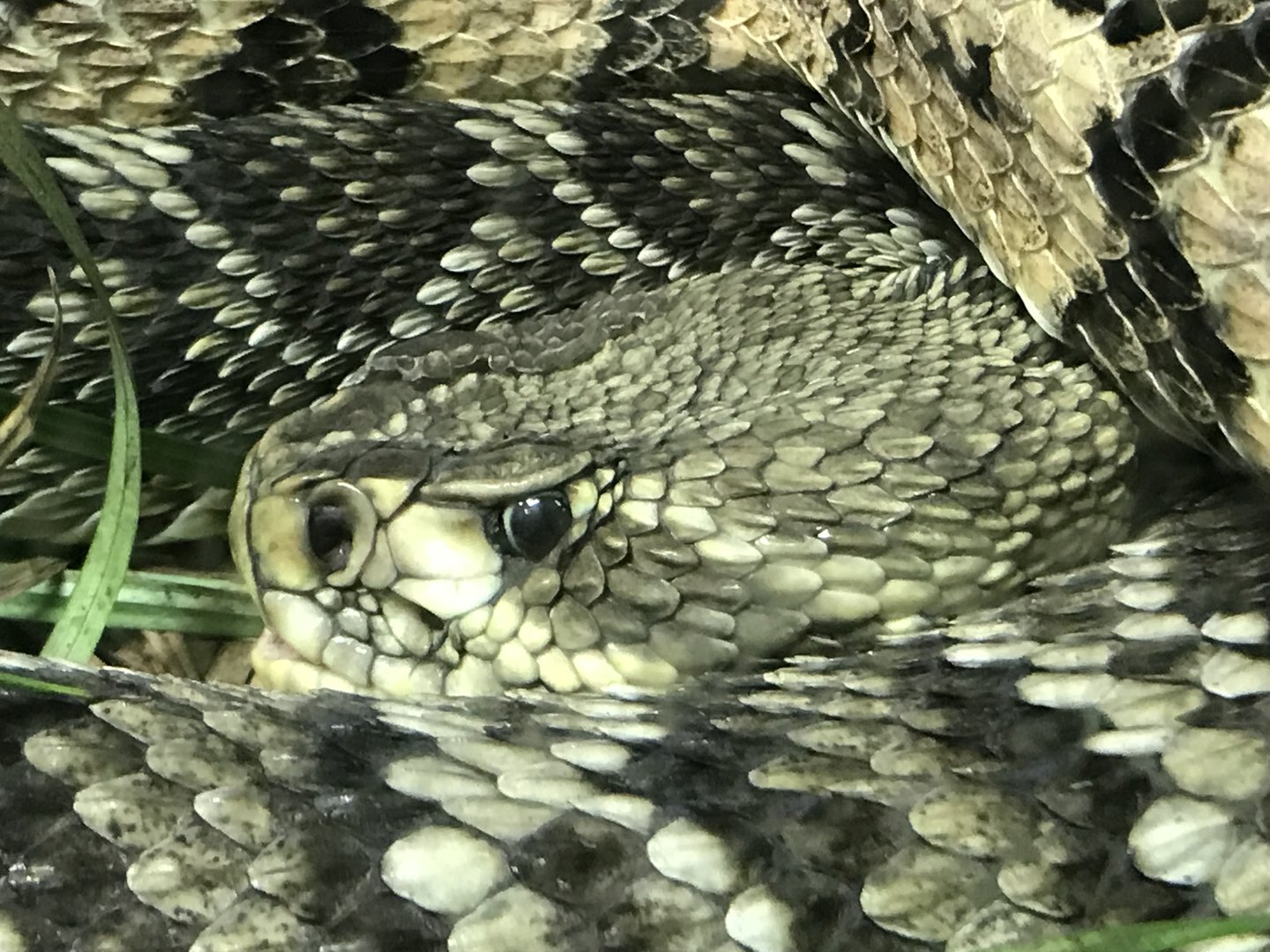 Eastern Diamondback