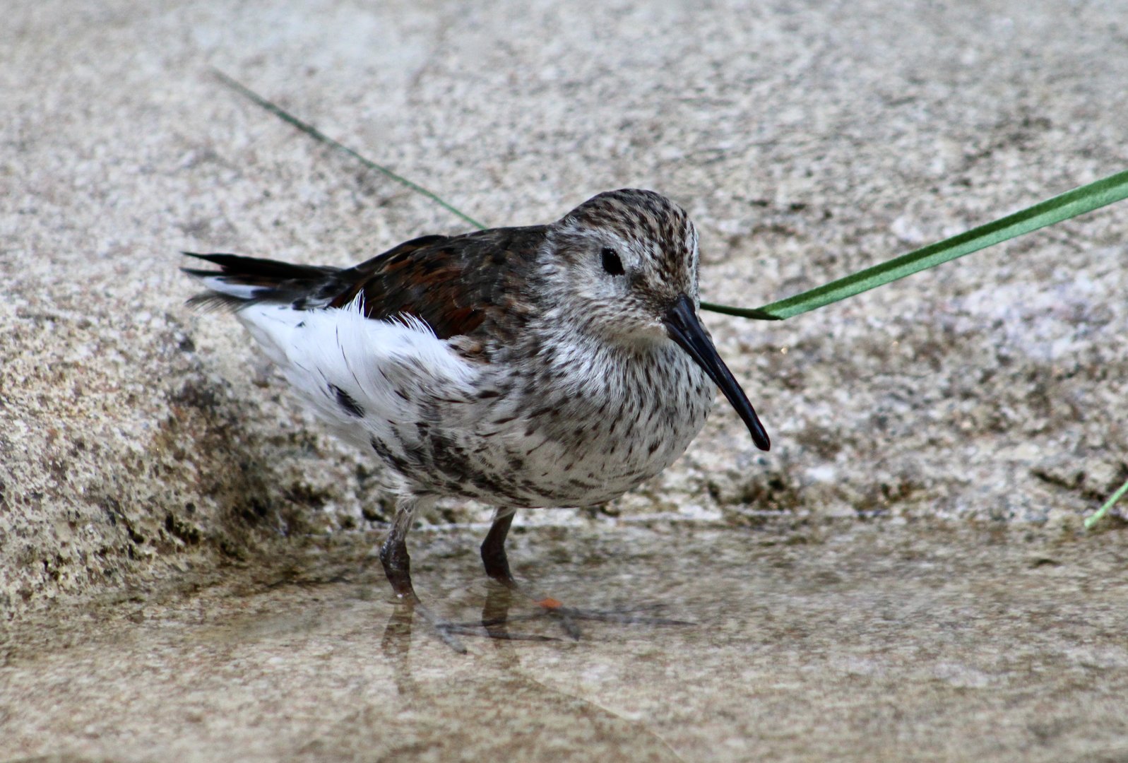 Eastern Dunlin (Calidris alpina hudsonia)