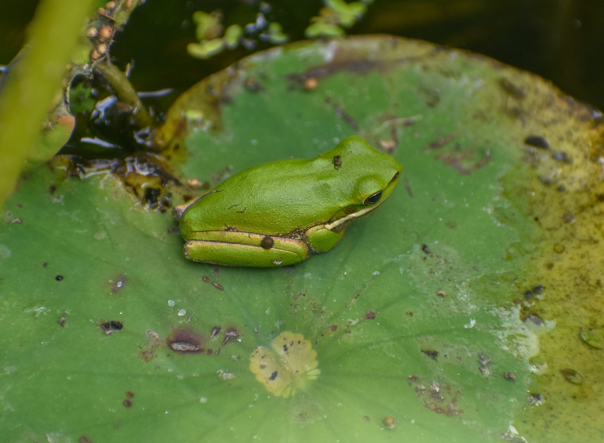 Eastern Dwarf Frog