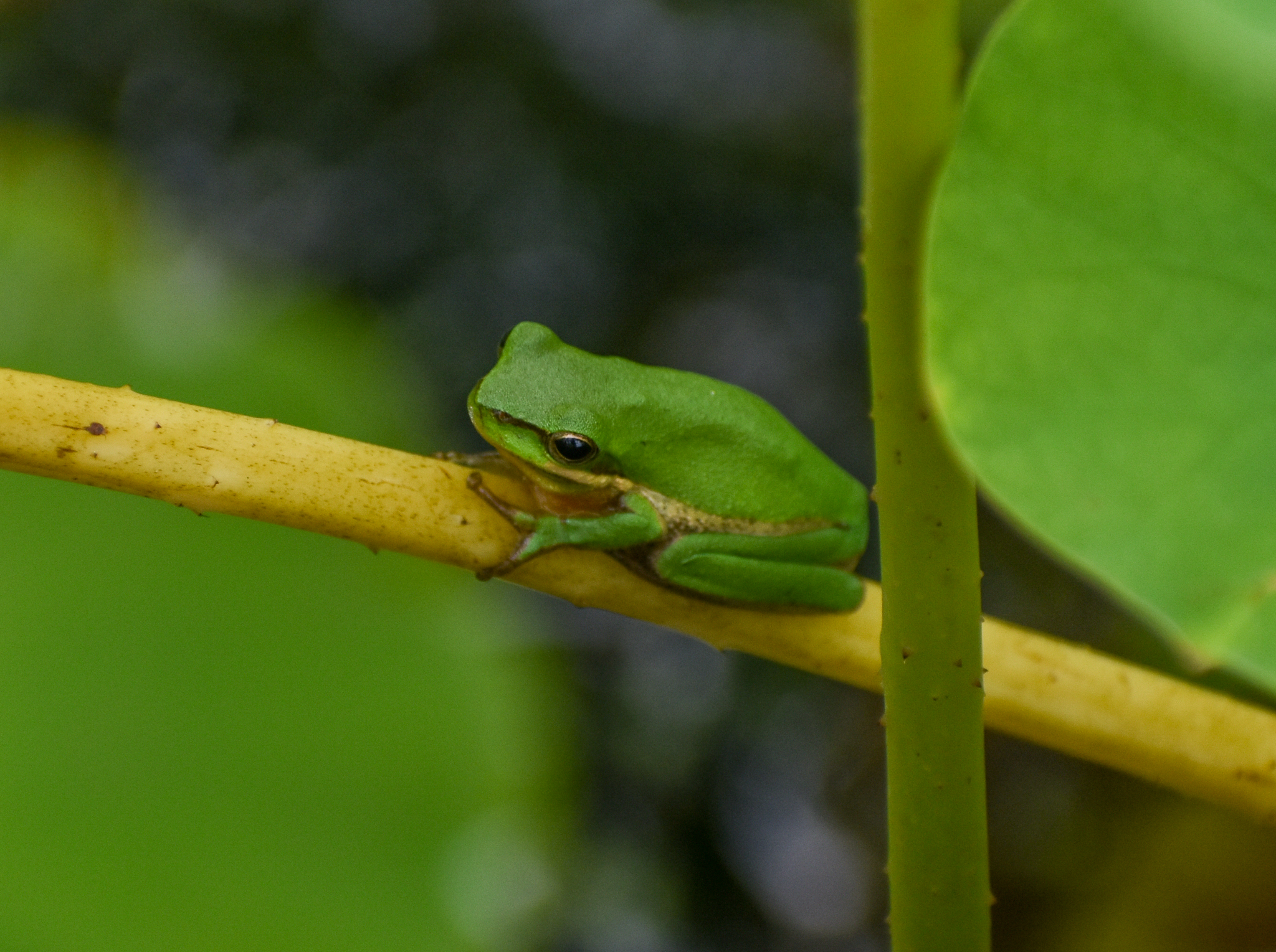 Eastern Dwarf Frog