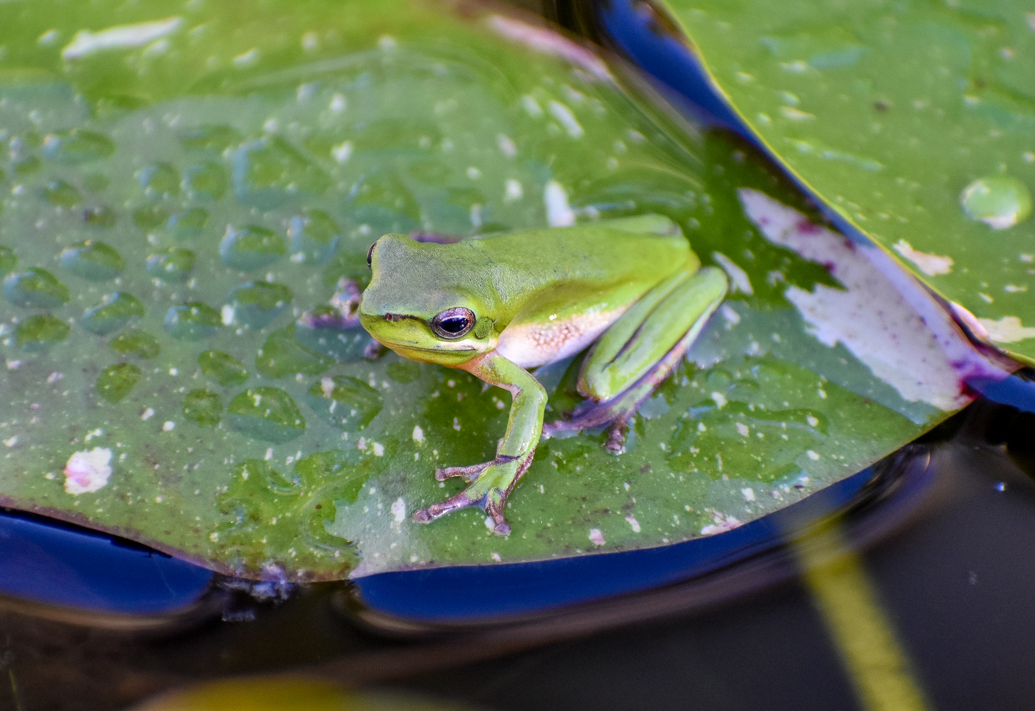 Eastern Dwarf Frog