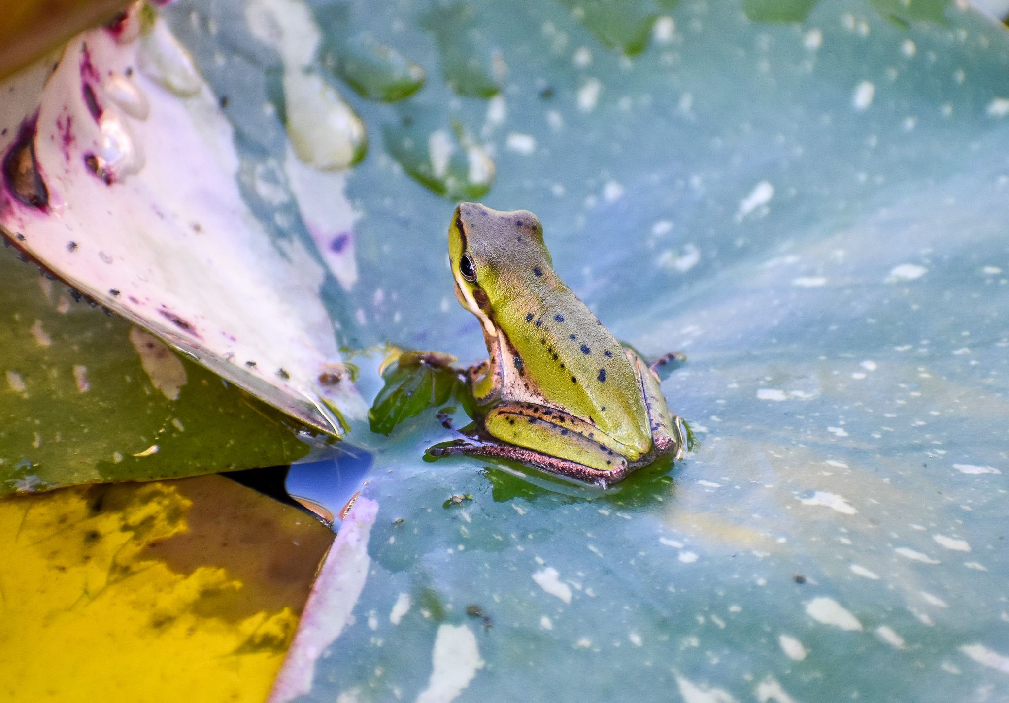 Eastern Dwarf Frog