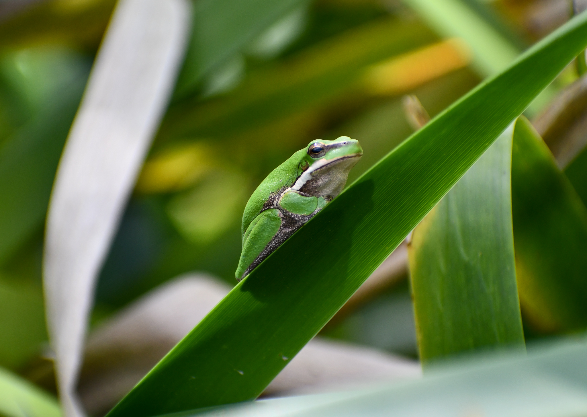 Eastern Dwarf Frog