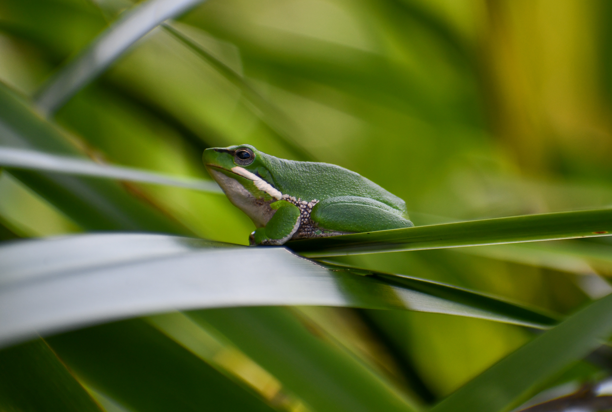 Eastern Dwarf Frog