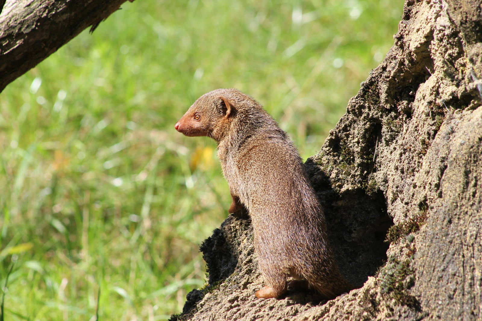 Eastern dwarf mongoose