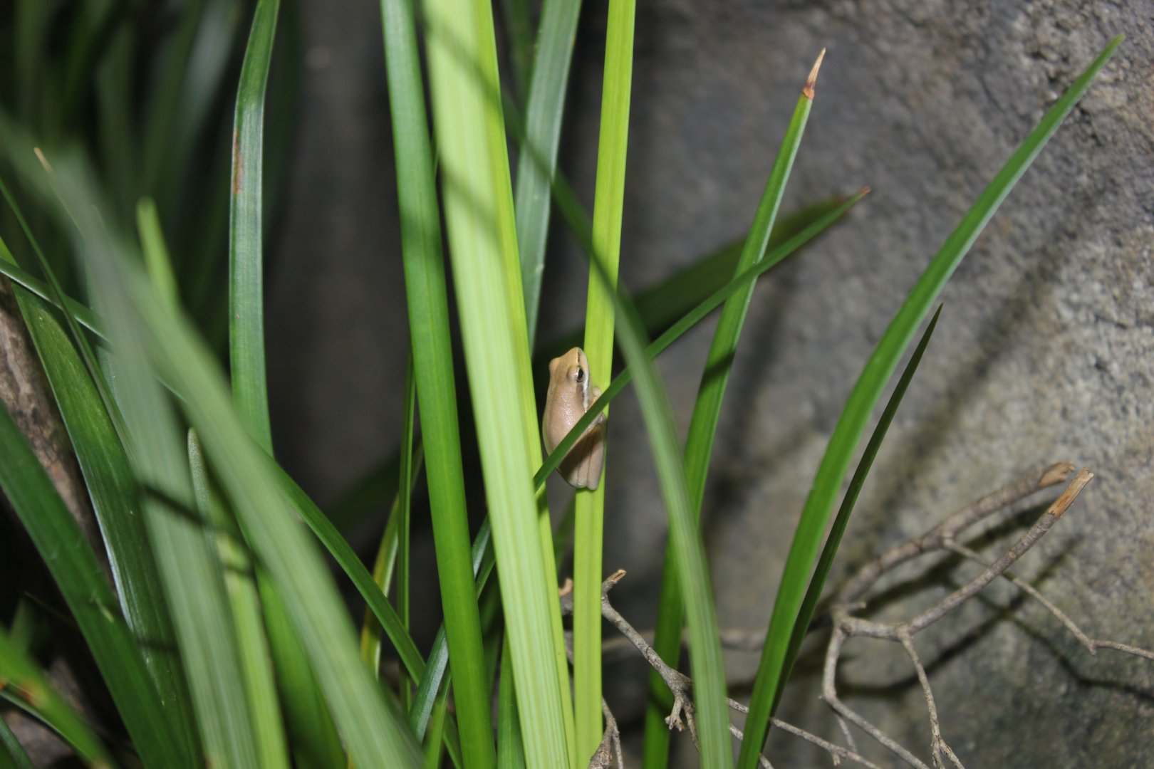 Eastern Dwarf Tree Frog (Litoria fallax)