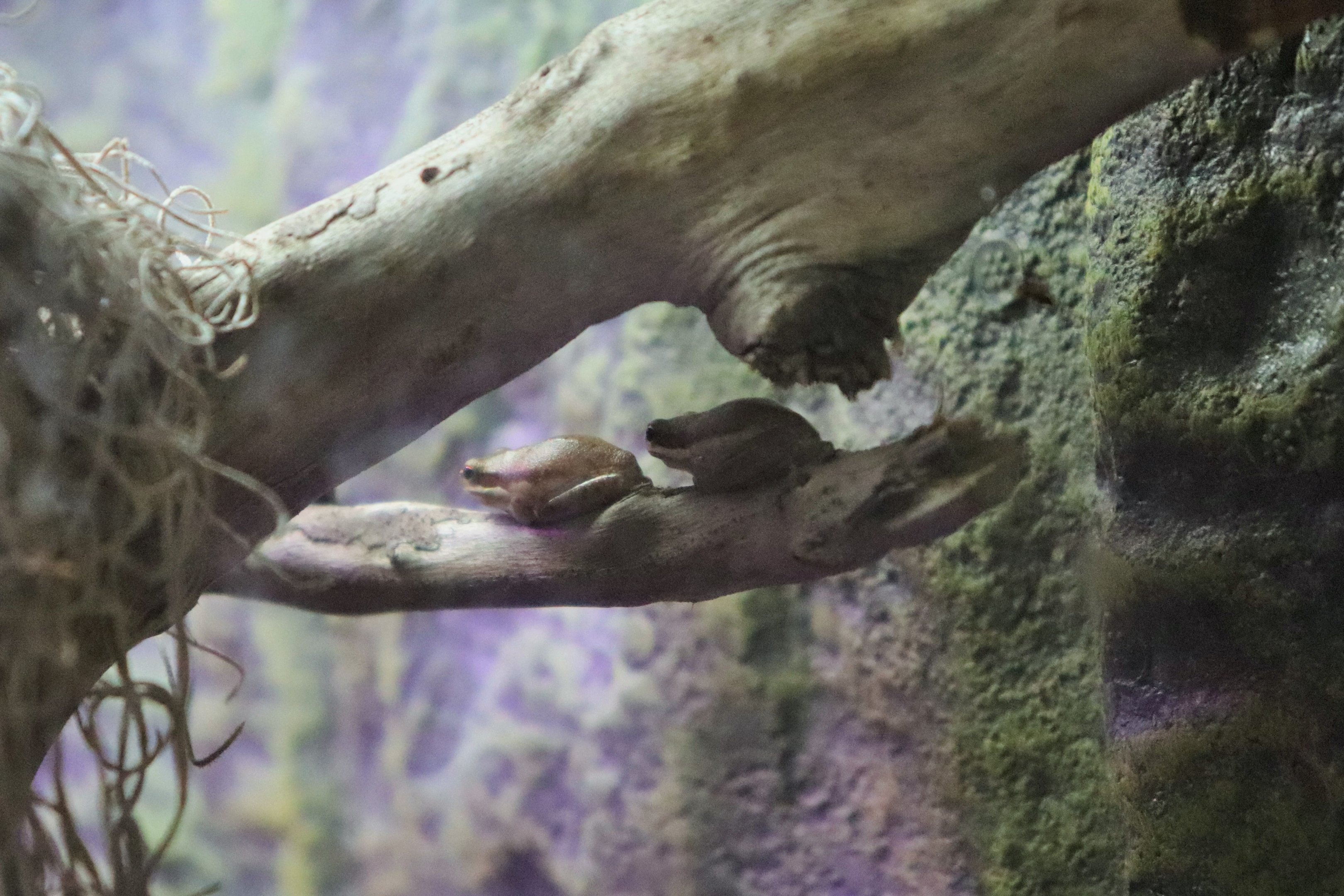 Eastern Dwarf Tree Frog (Litoria fallax)