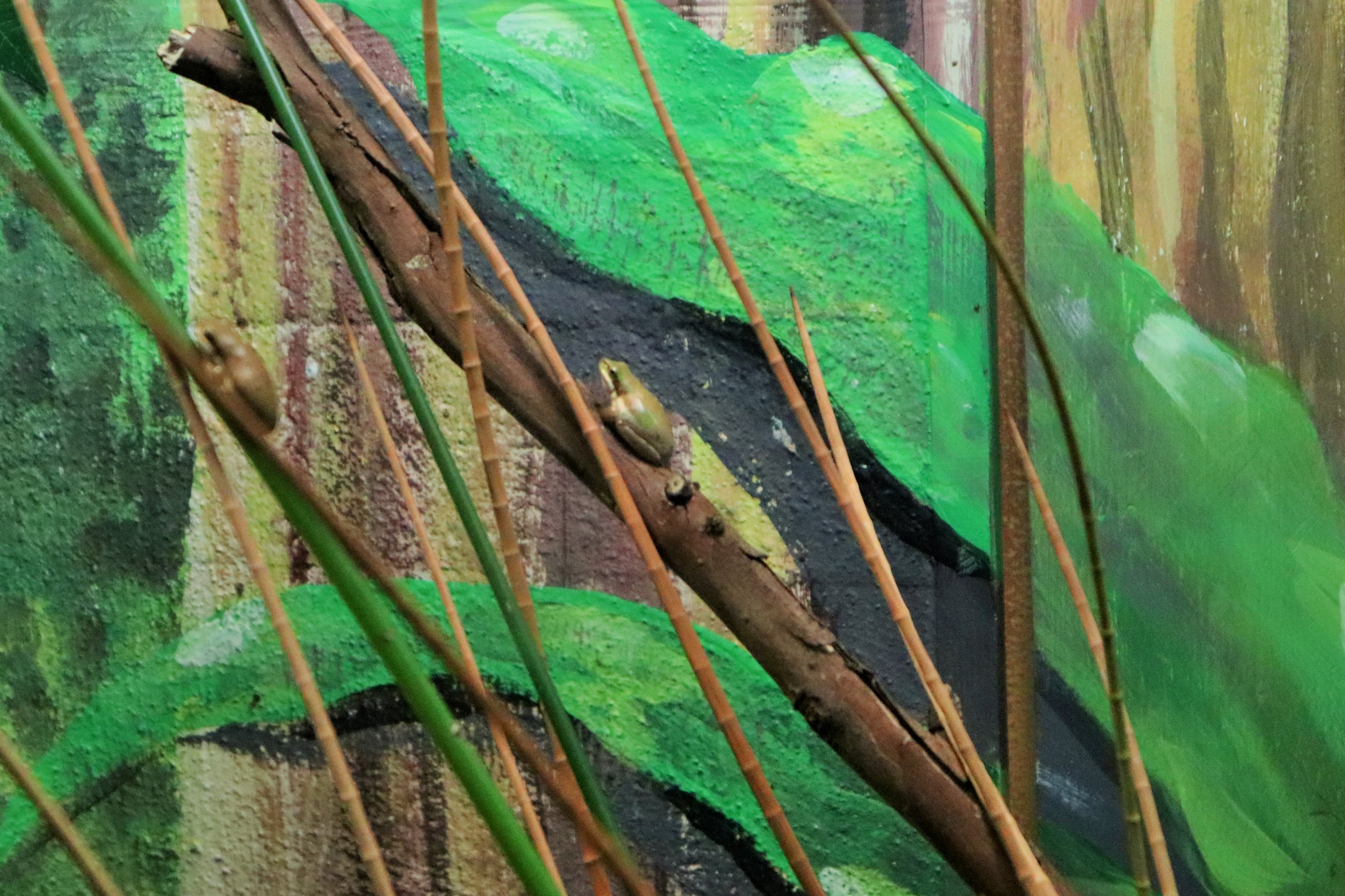 Eastern Dwarf Tree Frog (Litoria fallax)