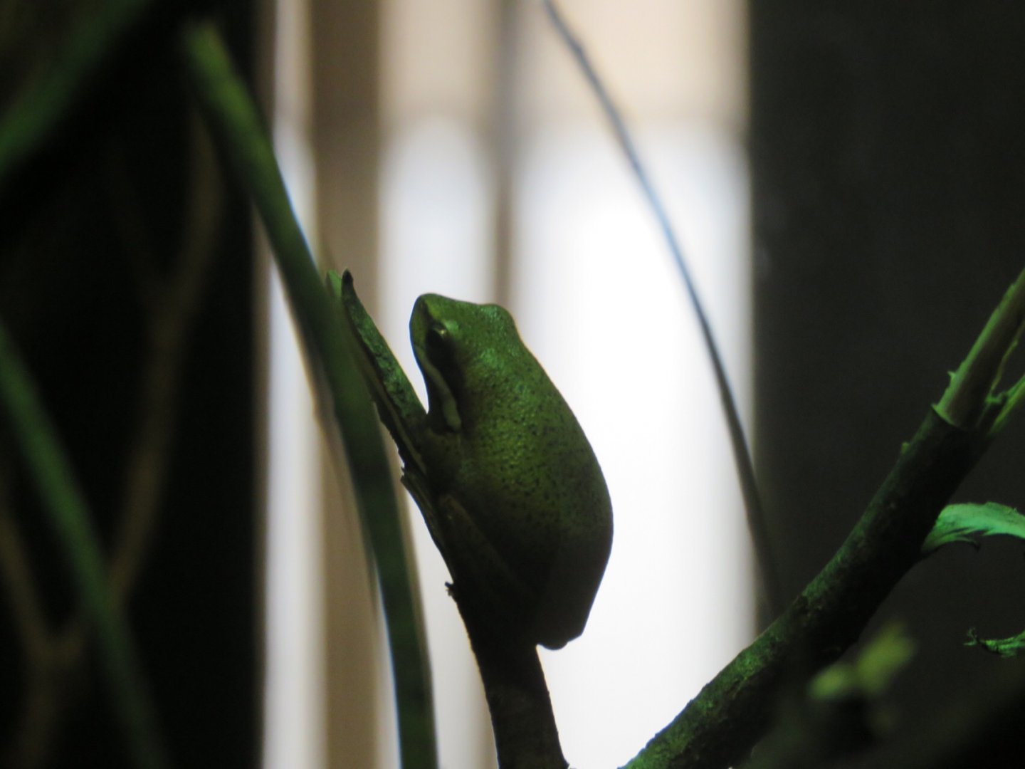 Eastern Dwarf Tree Frog (Litoria fallax)