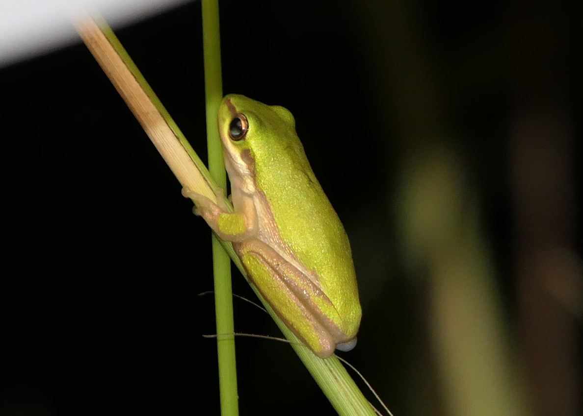 Eastern Dwarf Tree Frog (Litoria fallax)