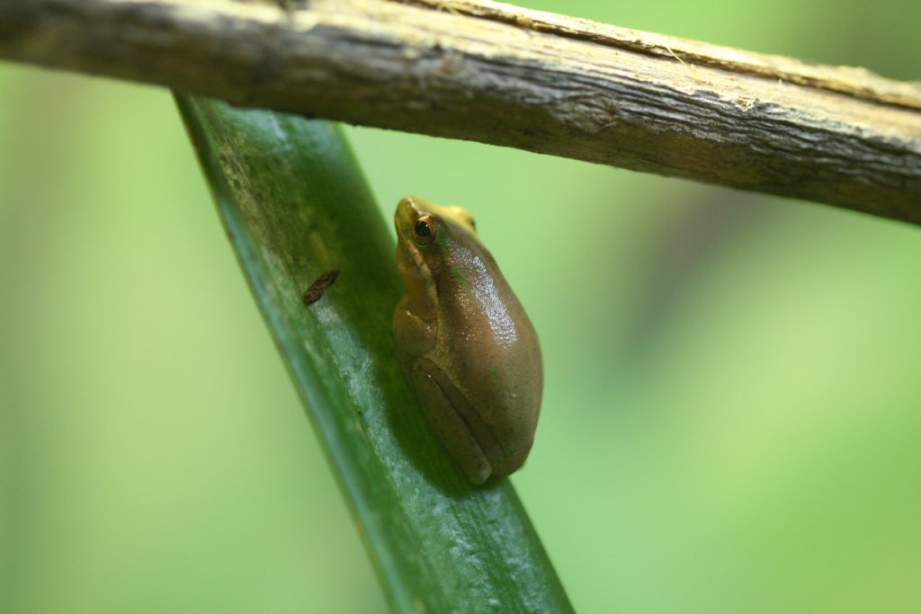 Eastern Dwarf Tree Frog