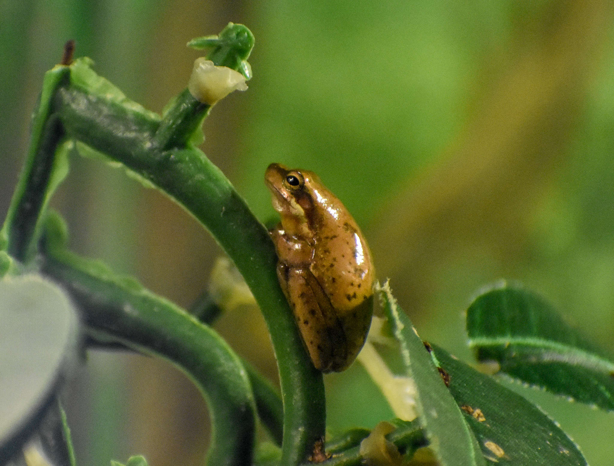 Eastern Dwarf Tree-Frog