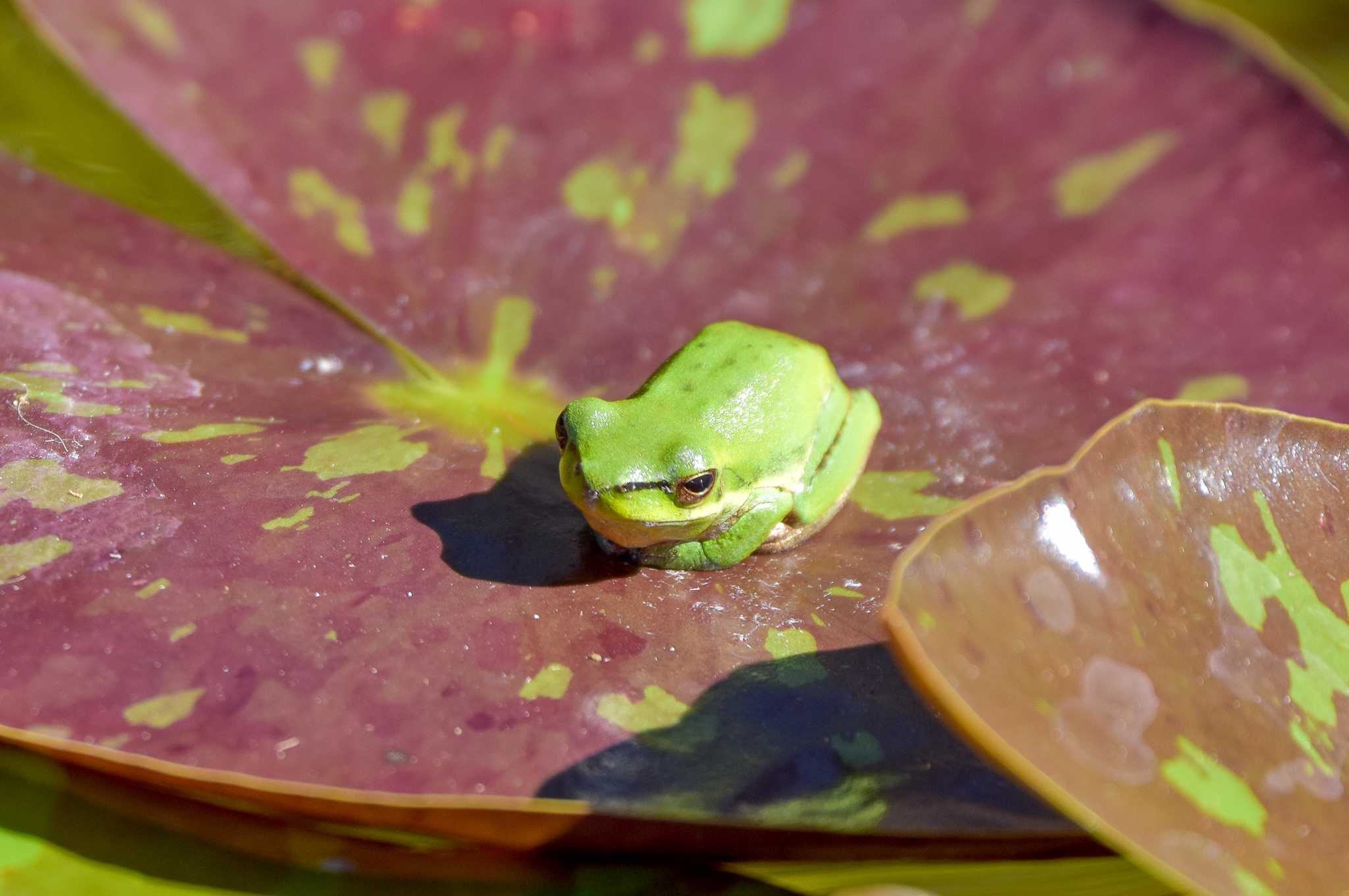 Eastern Dwarf Tree Frog