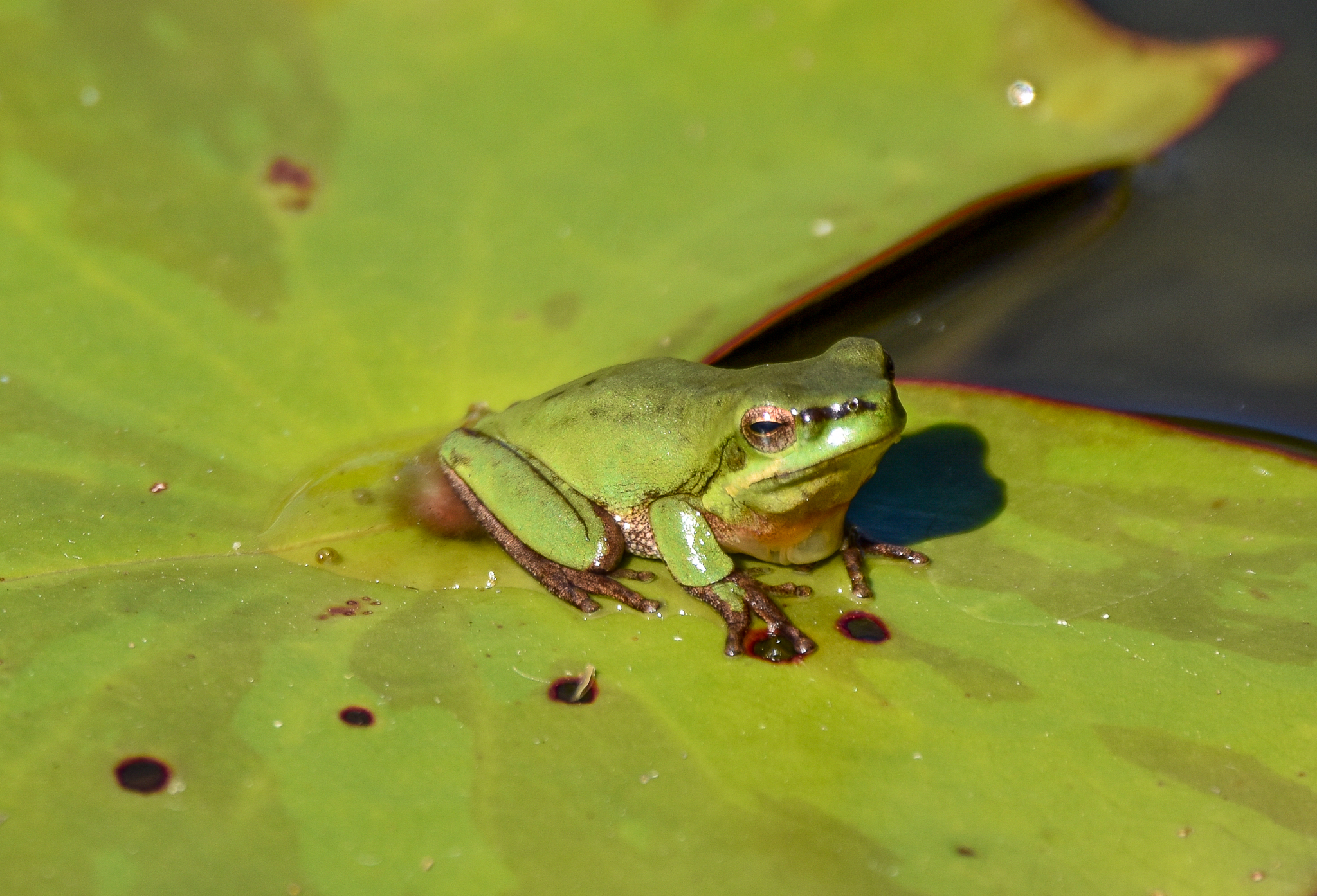 Eastern Dwarf Tree Frog