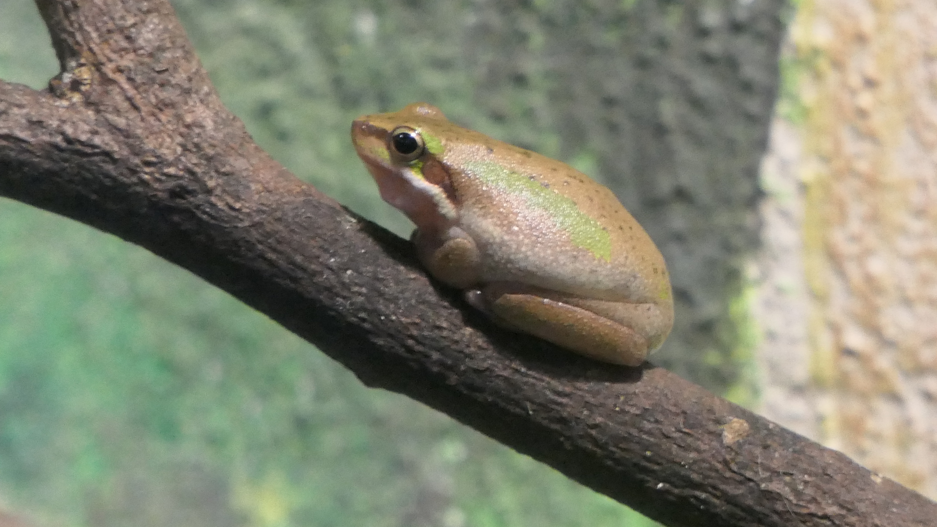 Eastern Dwarf Tree Frog