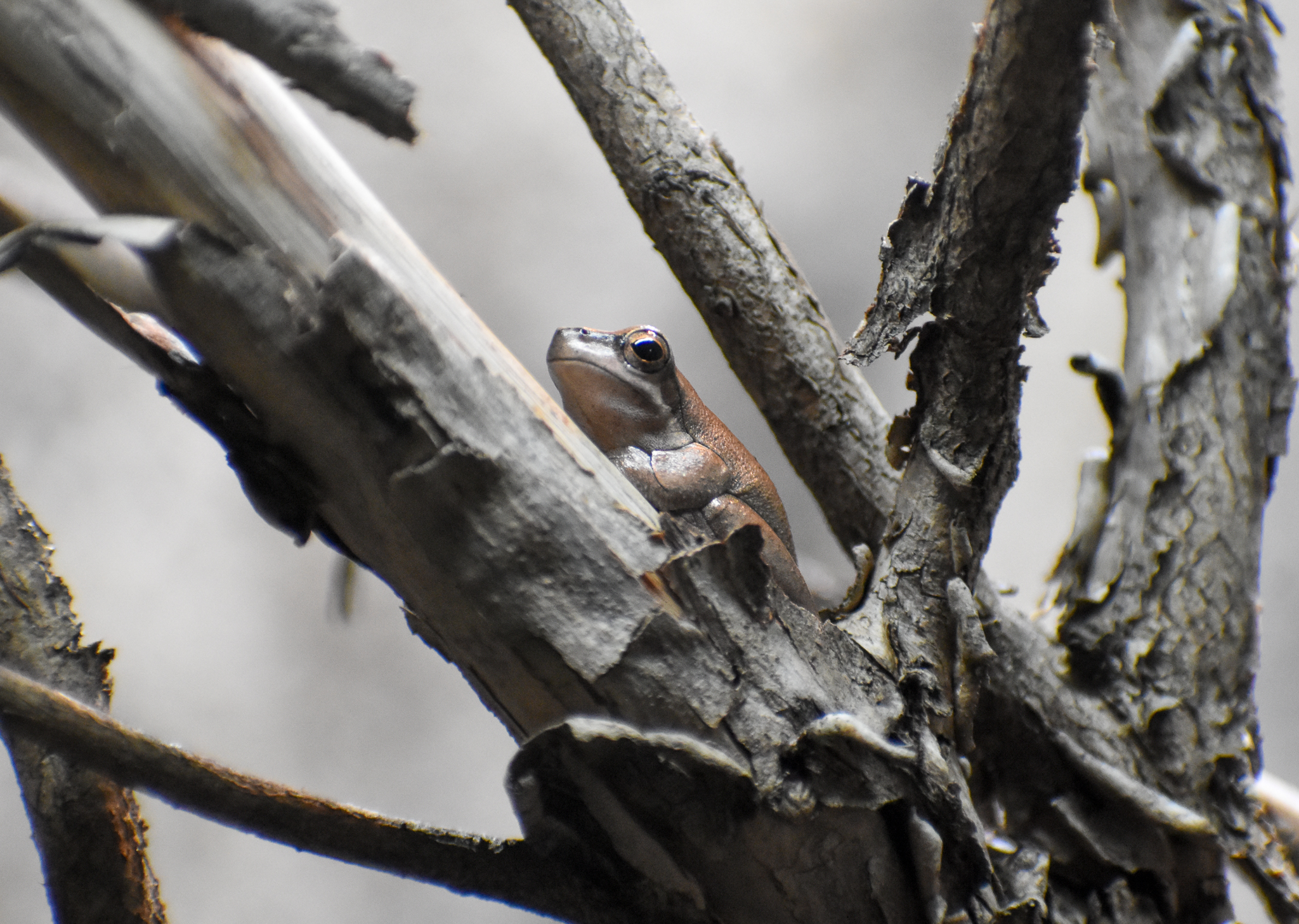 Eastern Dwarf  Tree Frog