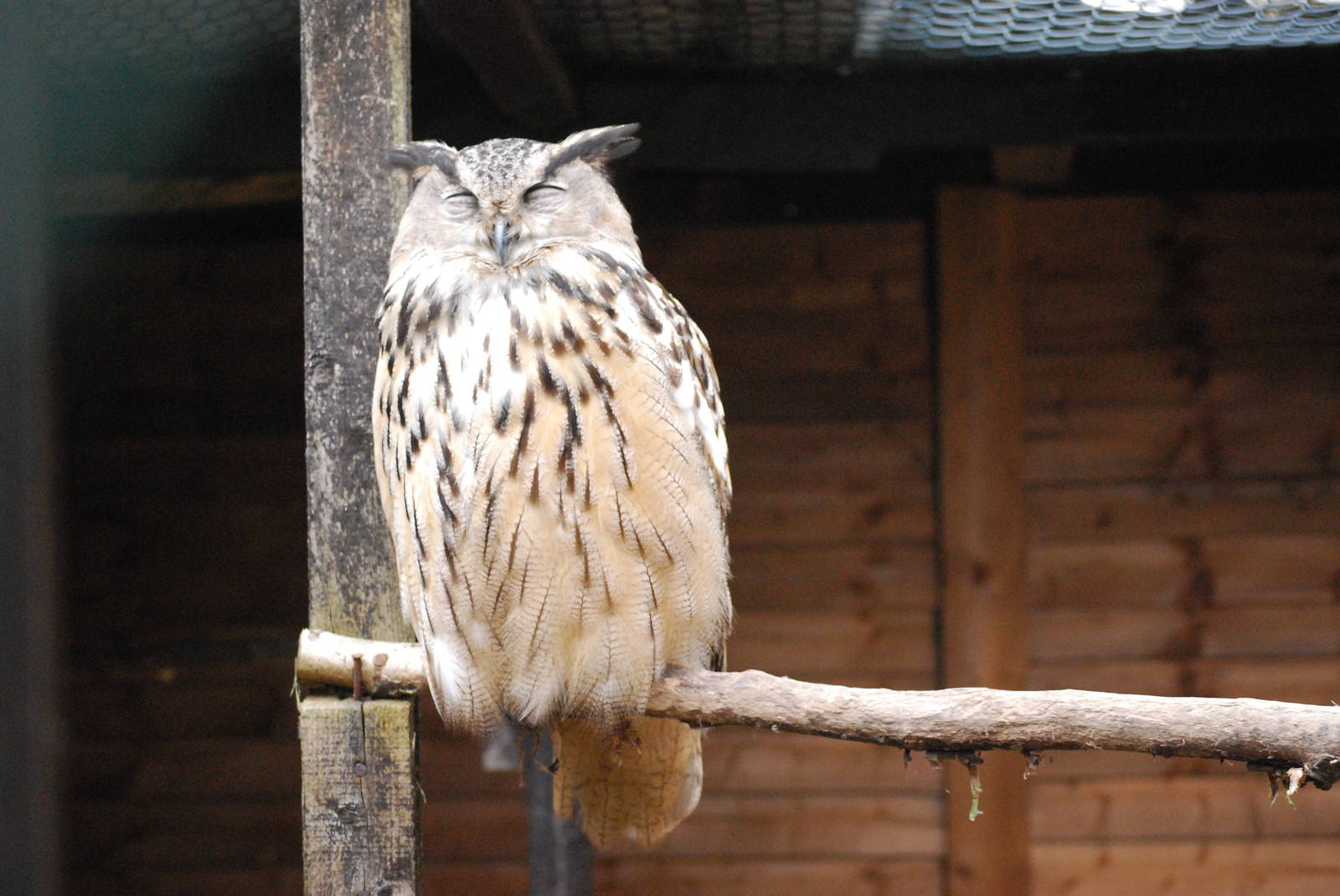 EASTERN EAGLE OWL 14