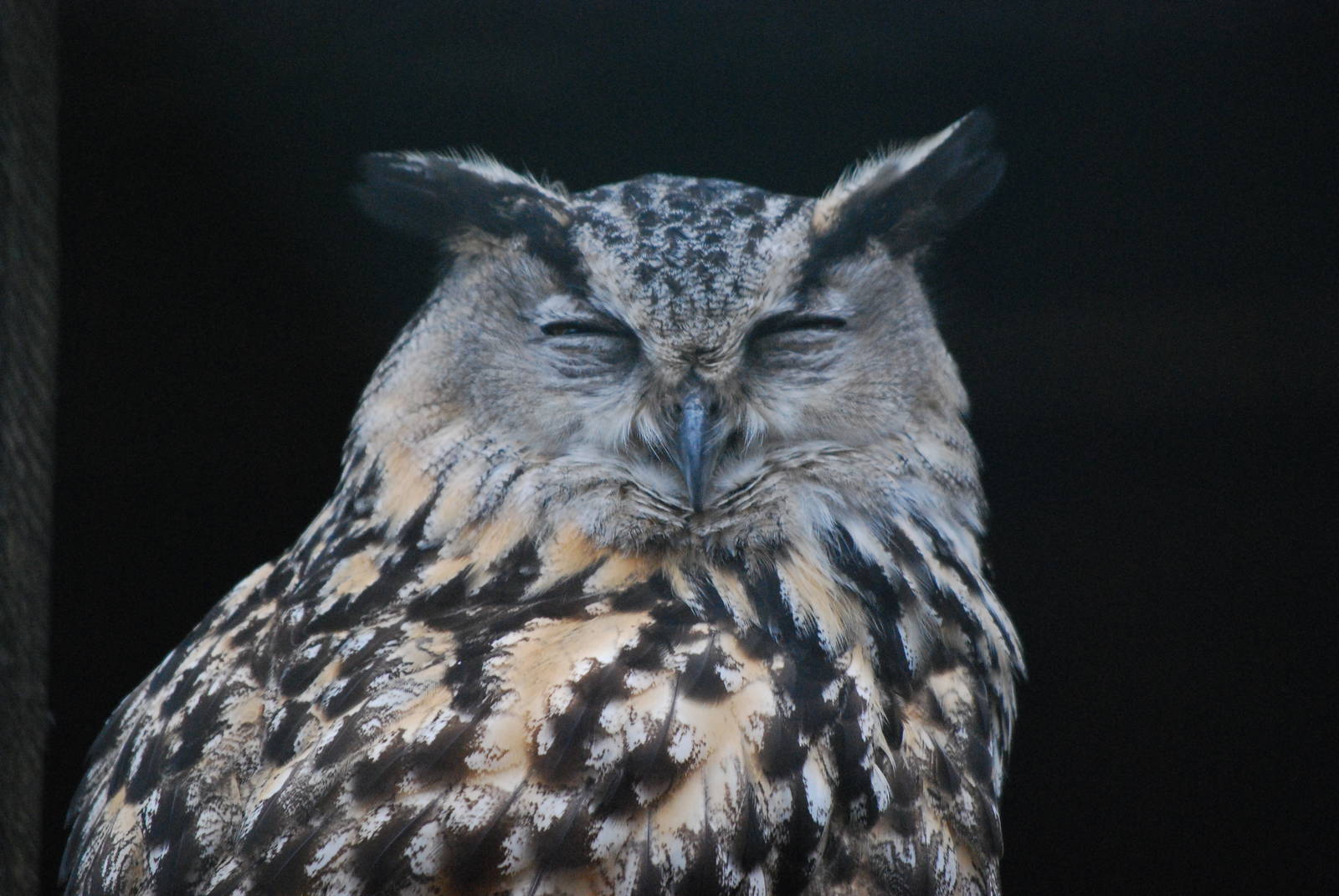 EASTERN EAGLE OWL 2