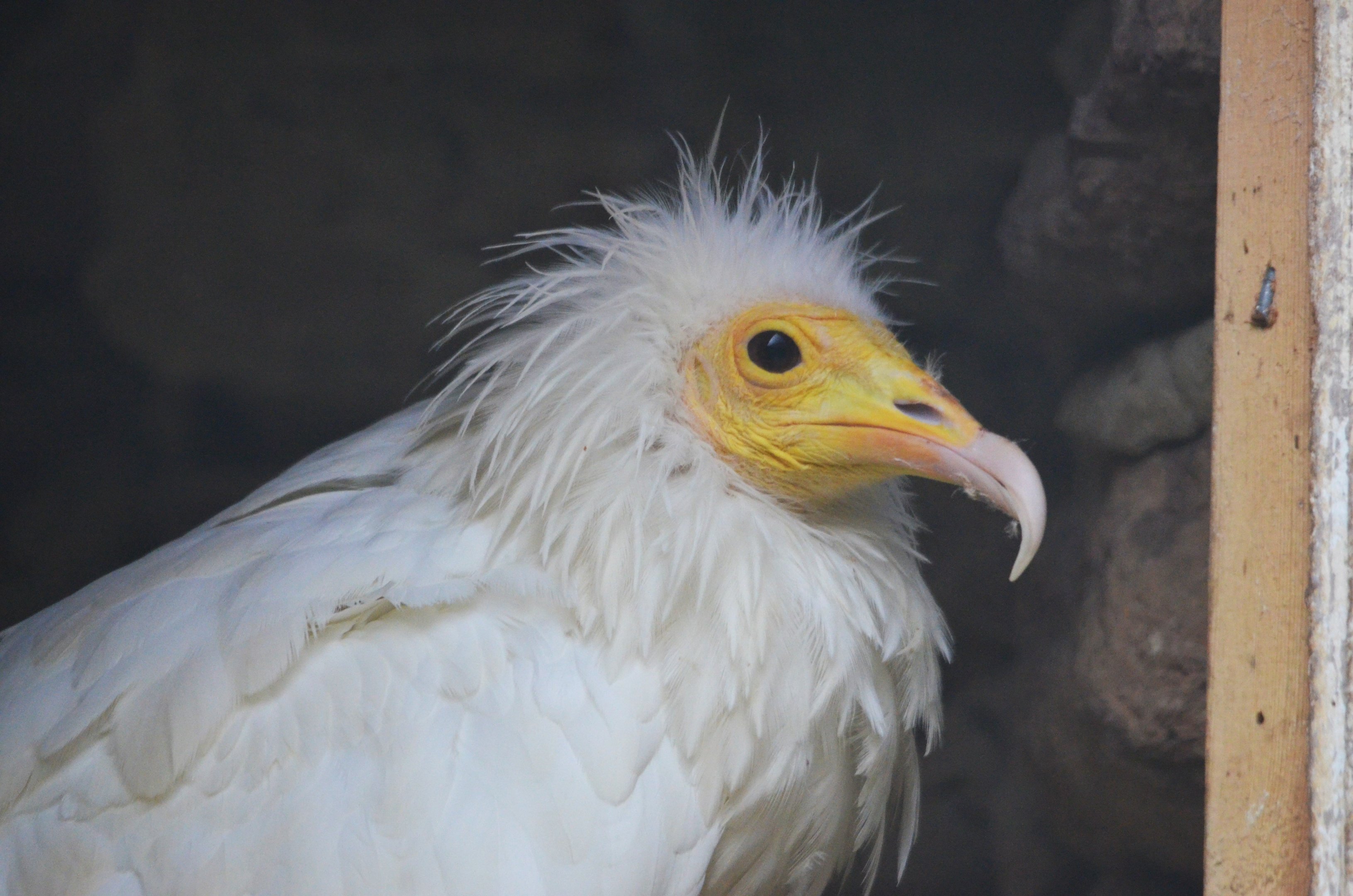 Eastern Egyptian Vulture at ICBP Newent, 07/10/17