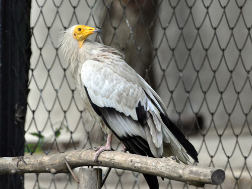 Eastern Egyptian Vulture in Kishinev Zoo