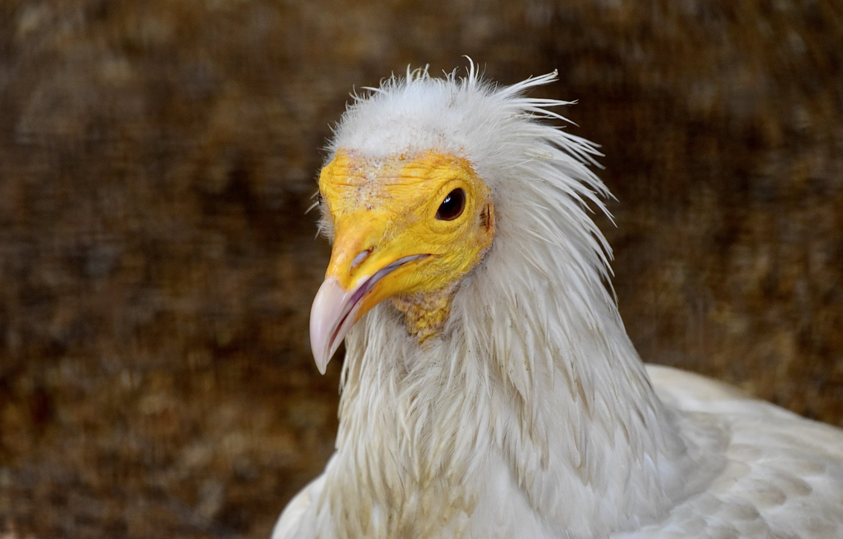 Eastern Egyptian Vulture (Neophron percnopterus gingianus) - "Dynasty"