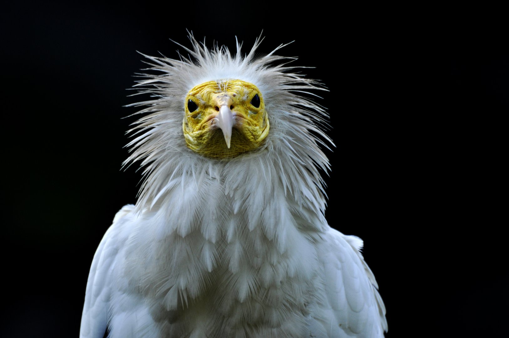 Eastern Egyptian vulture (Neophron percnopterus ginginianus)