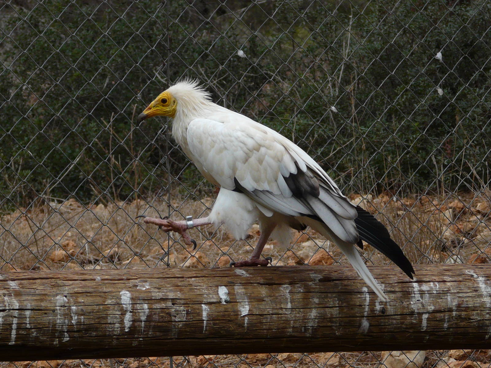 Eastern Egyptian vulture/ Neophron percnopterus percnopterus