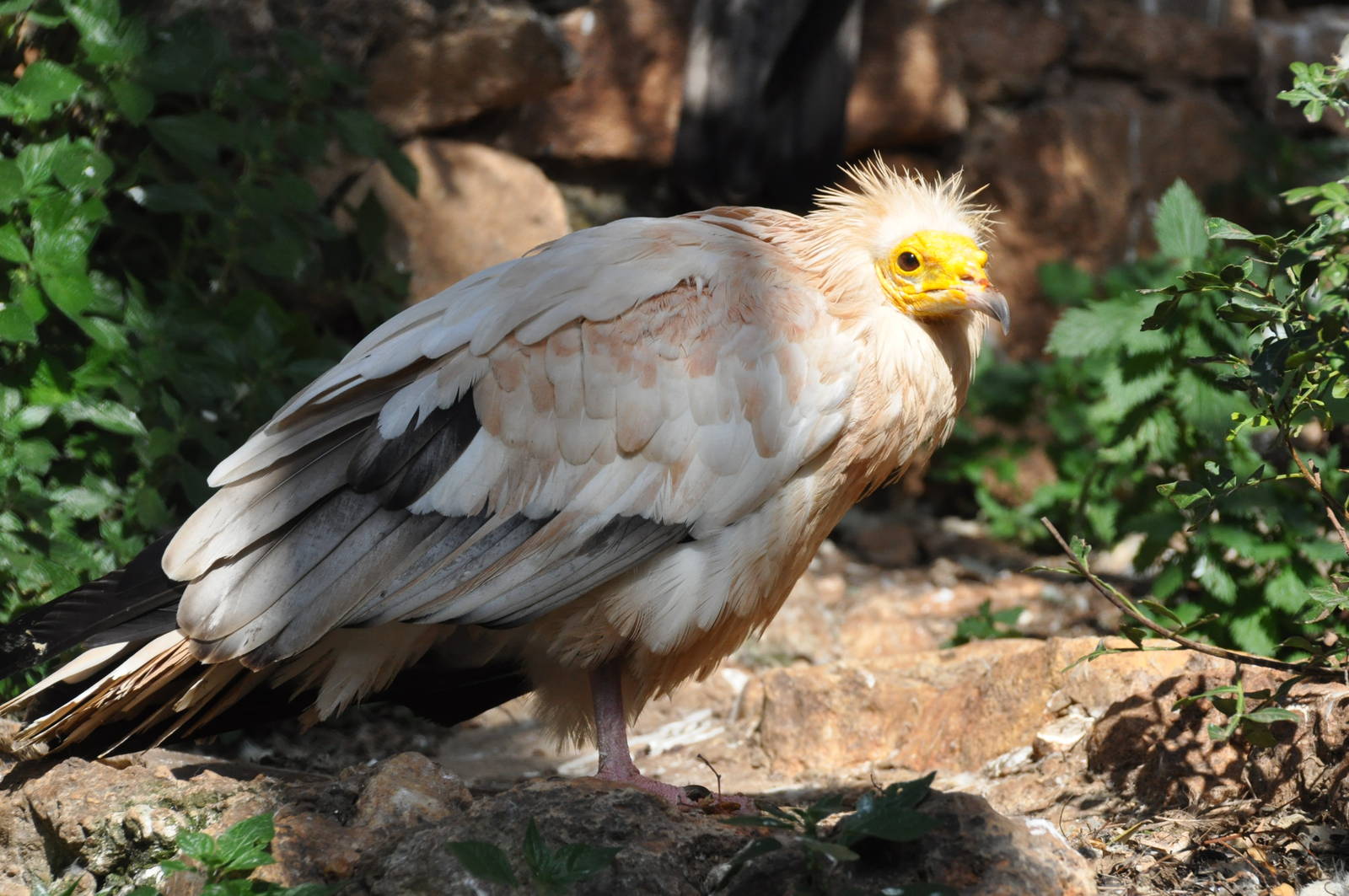 Eastern Egyptian vulture/ Neophron percnopterus percnopterus